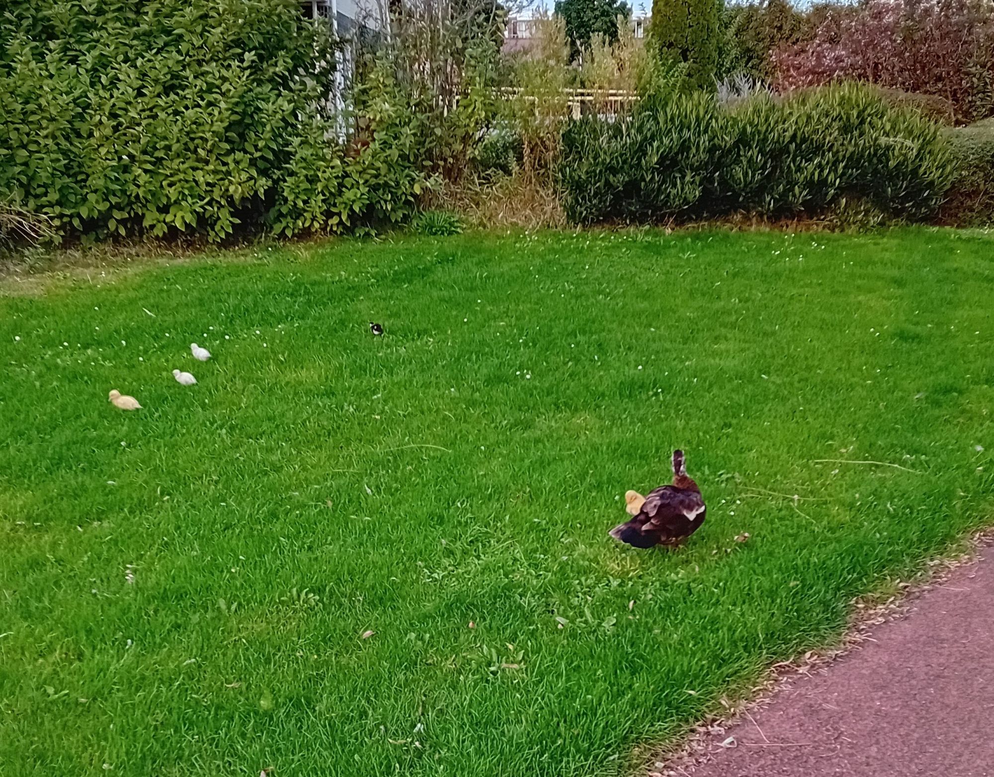 Bruine eend met kuikens. Foto genomen in het parkje vlak bij ons huis.