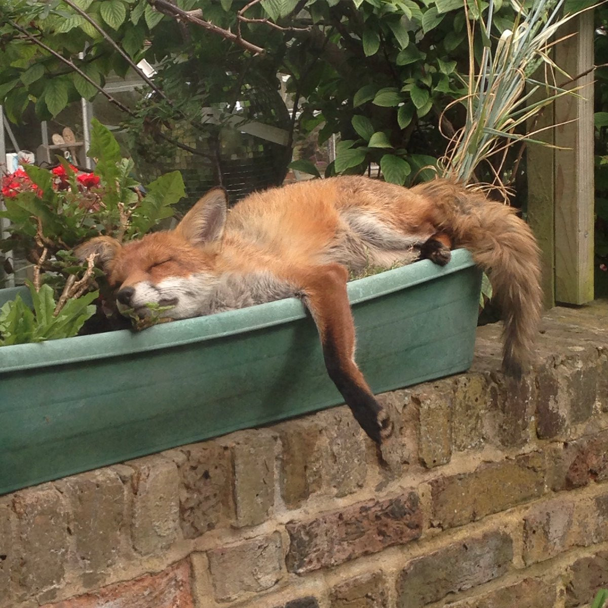 A fox sleeping in a planter box, one foreleg draped over the side.