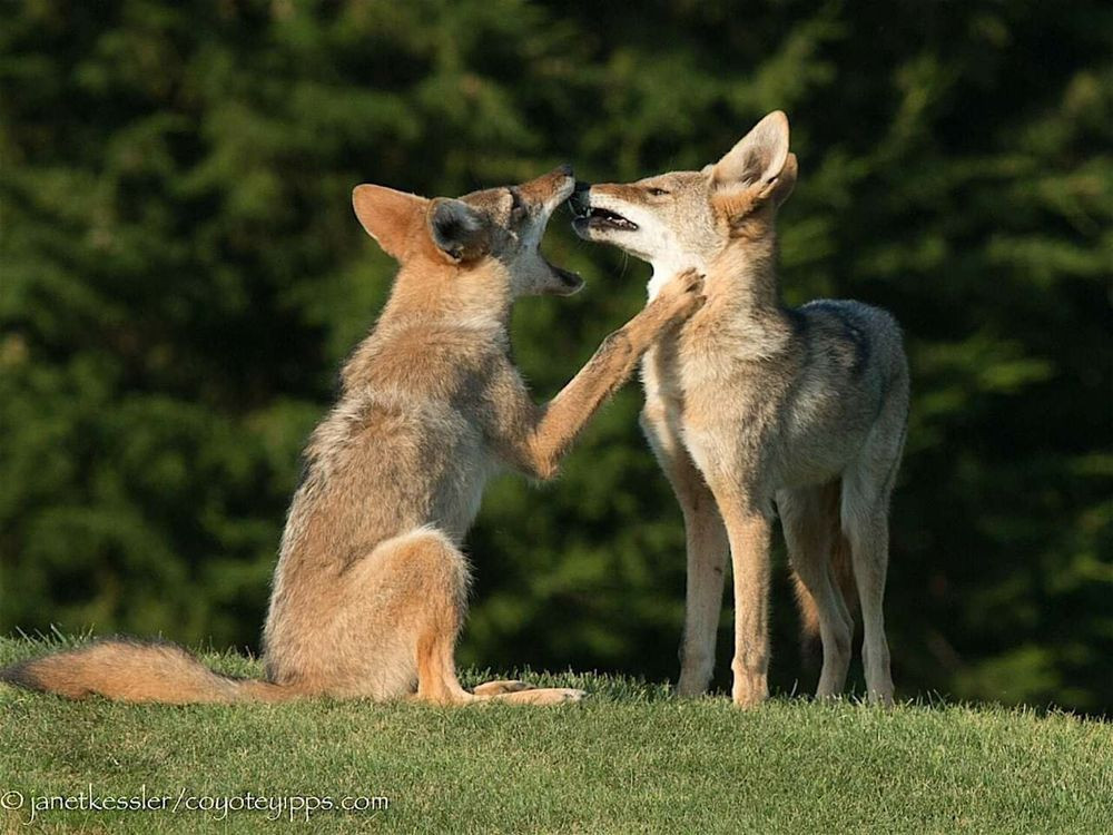 Two coyotes on a grassy lawn, trees in the background.

One is sitting, mouth open, paw on the other's neck. 

The other coyote is standing, looking resentful, about to snarl.