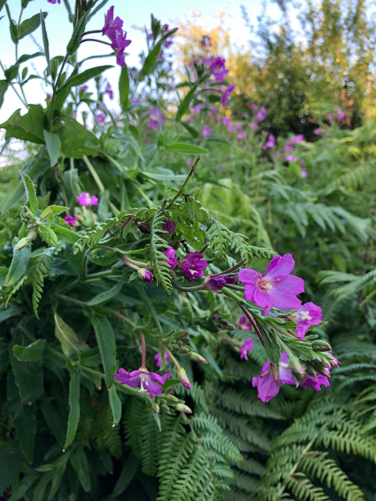 purple flowers under shade in the Burren, Ireland