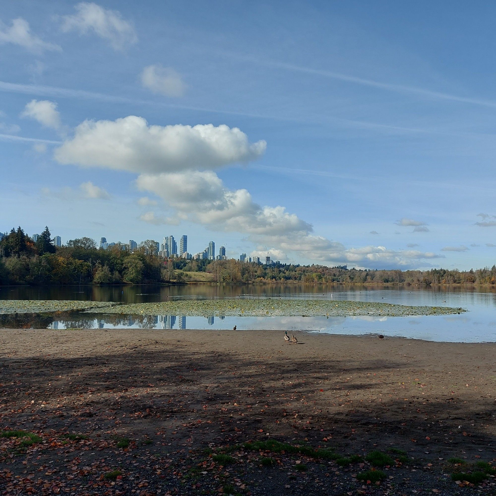 Deer Lake in Burnaby with the skyline of Metrotown along the ridge in the background.