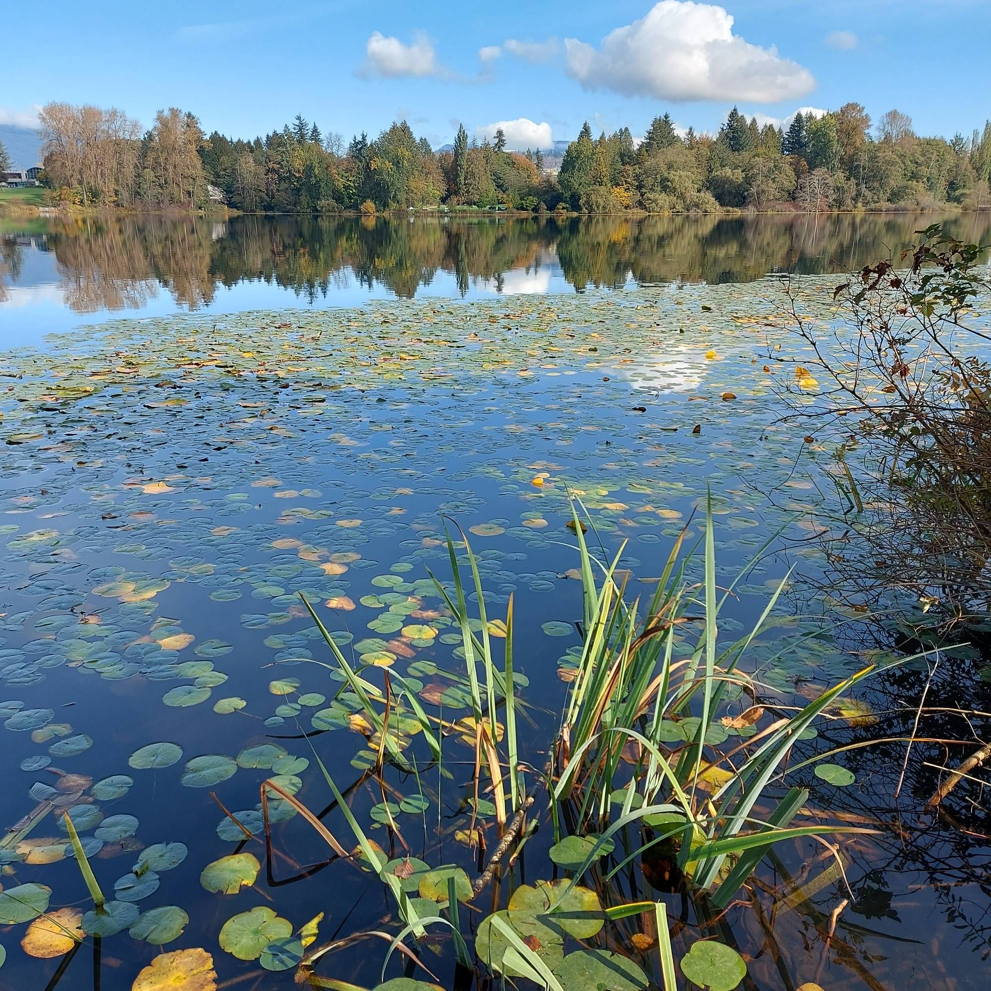 Lily pads and the reflections of the trees on Deer Lake.