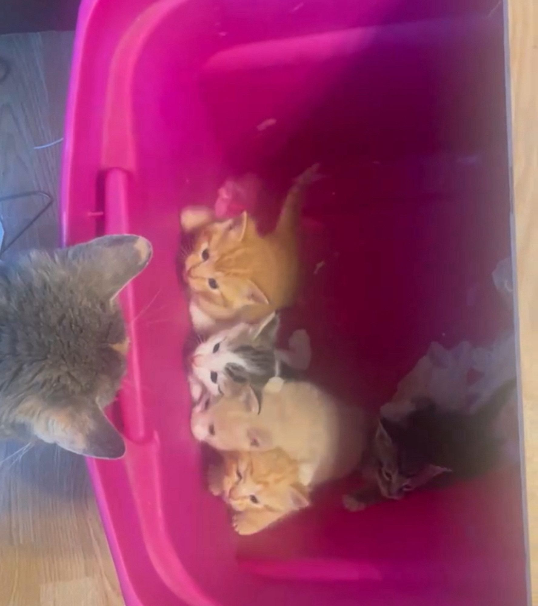 5 tabby kittens, 3 orange, 1 calico, & 1 brown, in a pink bucket with calico momma cat looking in upon them.