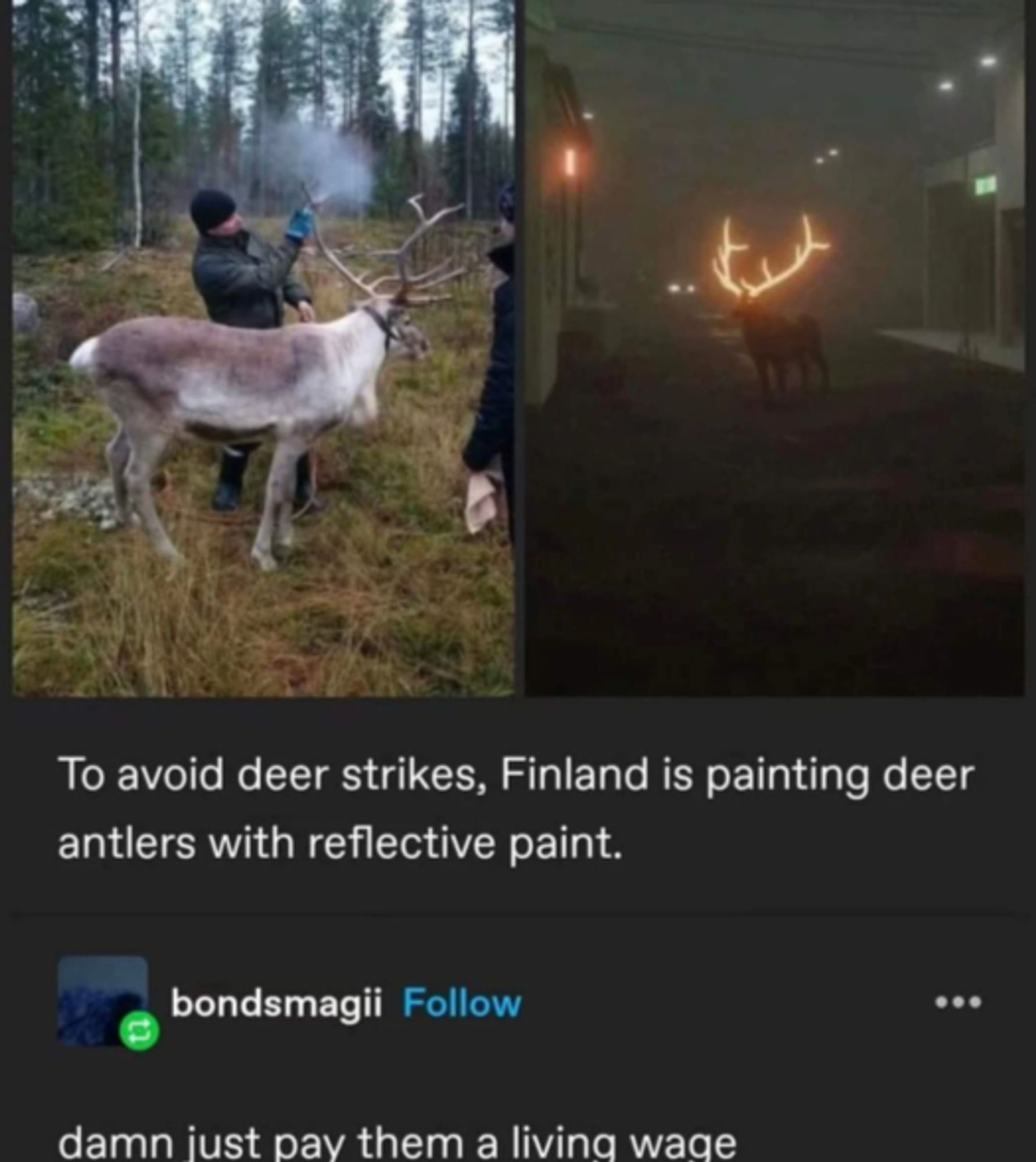 An image of a deer having his antlers spray-painted, and an image of a deer with glowing antlers in the gloom of a Finnish night.

OP (name unknown, cropped off of image):

To avoid deer strikes, Finland is painting deer
antlers with reflective paint.

bondsmagii replies: 

damn just pay them a living wage