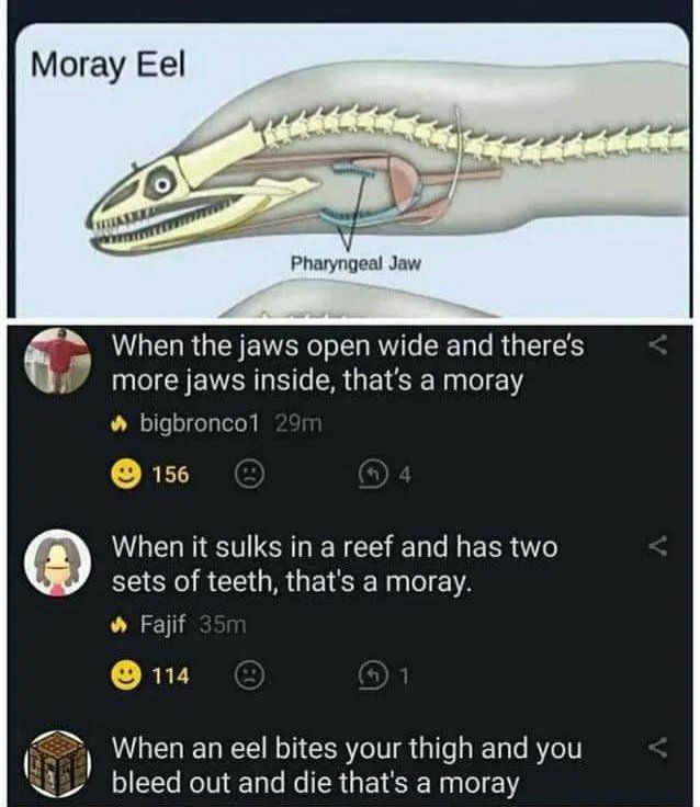 Moray Eel side view showing the Pharyngeal Jaw:

replies say:

When the jaws open wide and there's
more jaws inside, that's a moray
///
When it sulks in a reef and has two
sets of teeth, that's a moray.
///
When an eel bites your thigh and you
bleed out and die that's a moray