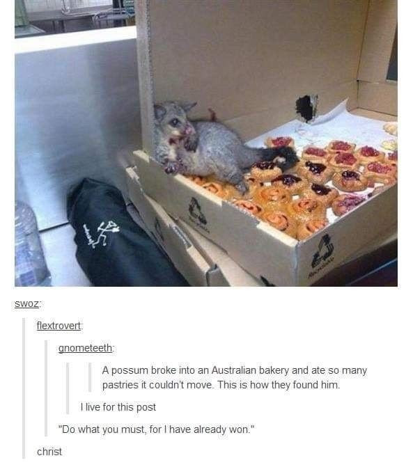 Image of an Aussie possum, gorged on pastries. And when I say gorged I mean Inflates You Making You Big And Round gorged.

"A possum broke into an Australian bakery and ate so many pastries it couldn't move. This is how they found him."
"I live for this post"
"Do what you must. for I have already won."
"christ"
