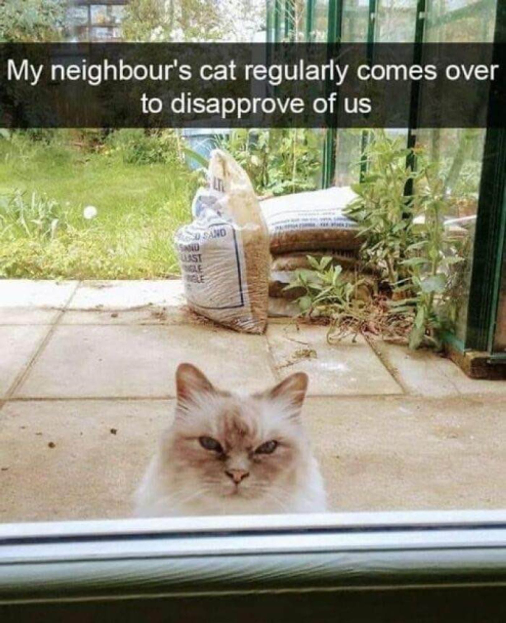 "My neighbour's cat regularly comes over to disapprove of us"

Picture of a fluffy beige cat at a back door, being very judgmental indeed.