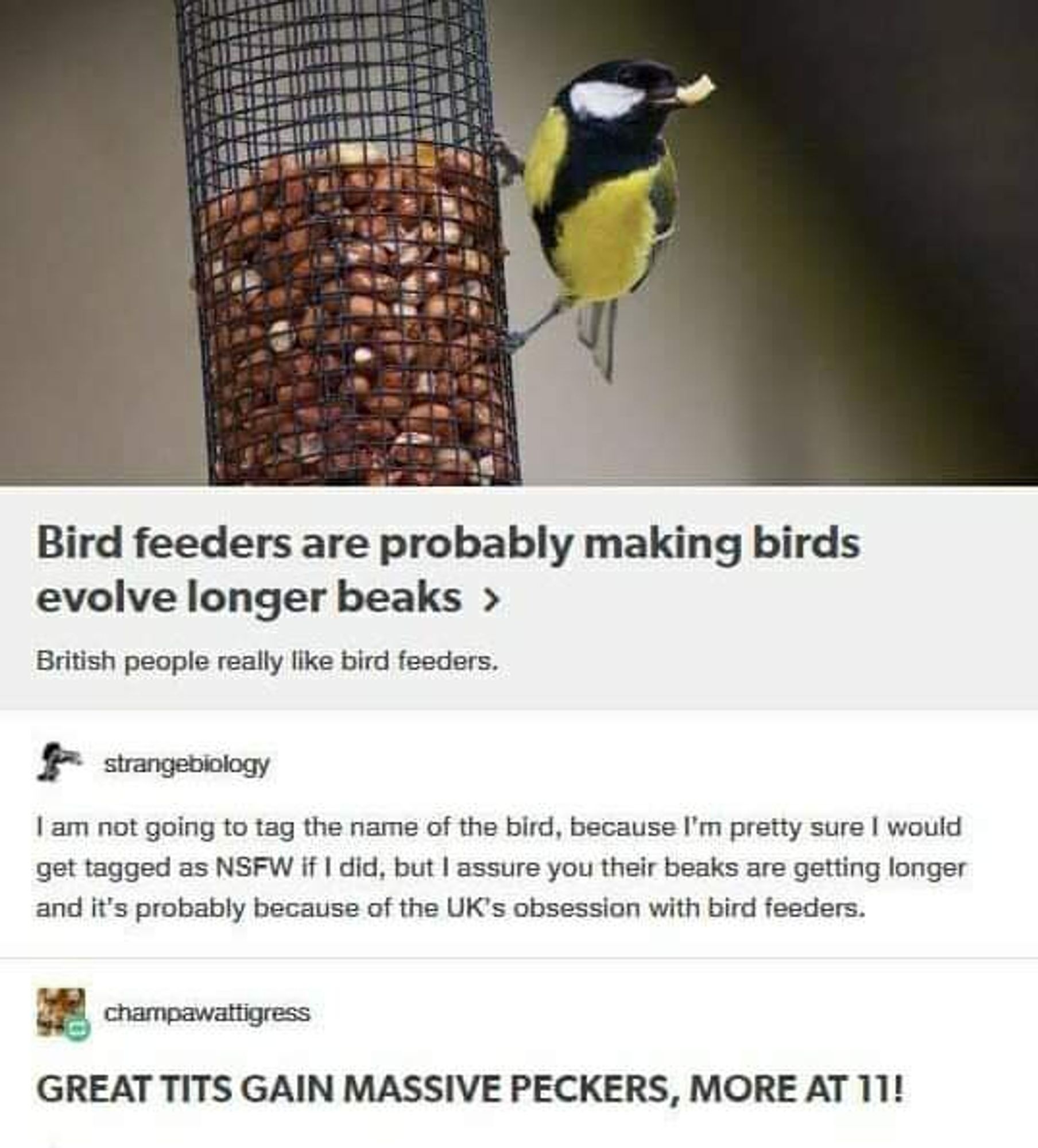 A tumblr screenshot:

A little bird (Parus major) holding a seed from a bird feeder in his beak.

"Bird feeders are probably making birds evolve longer beaks"

British people really like bird feeders.

strange biology:

I am not going to tag the name of the bird, because I'm pretty sure I would get tagged as NSFW if I did, but I assure you their beaks are getting longer and it's probably because of the UK's obsession with bird feeders.

champawattigress:

GREAT TITS GAIN MASSIVE PECKERS, MORE AT 11!