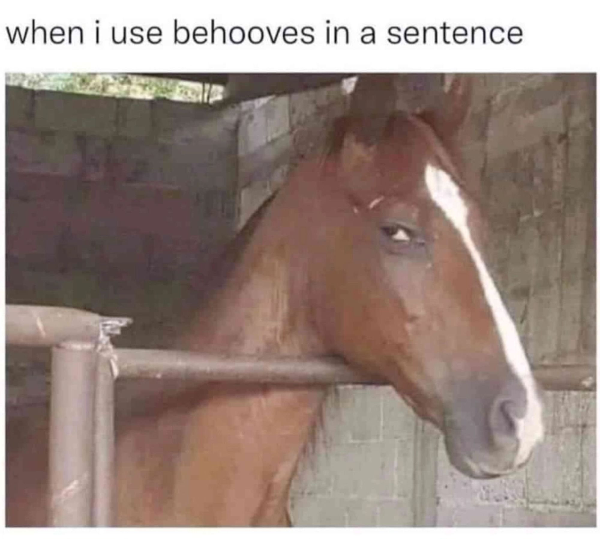 "when i use behooves in a sentence"

A horse giving impressive side-eye