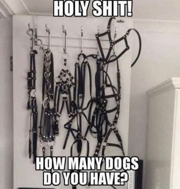 A whole bunch of leather straps, harnesses, and chains on a rack on the wall. Caption: Holy shit! How many dogs do you have?