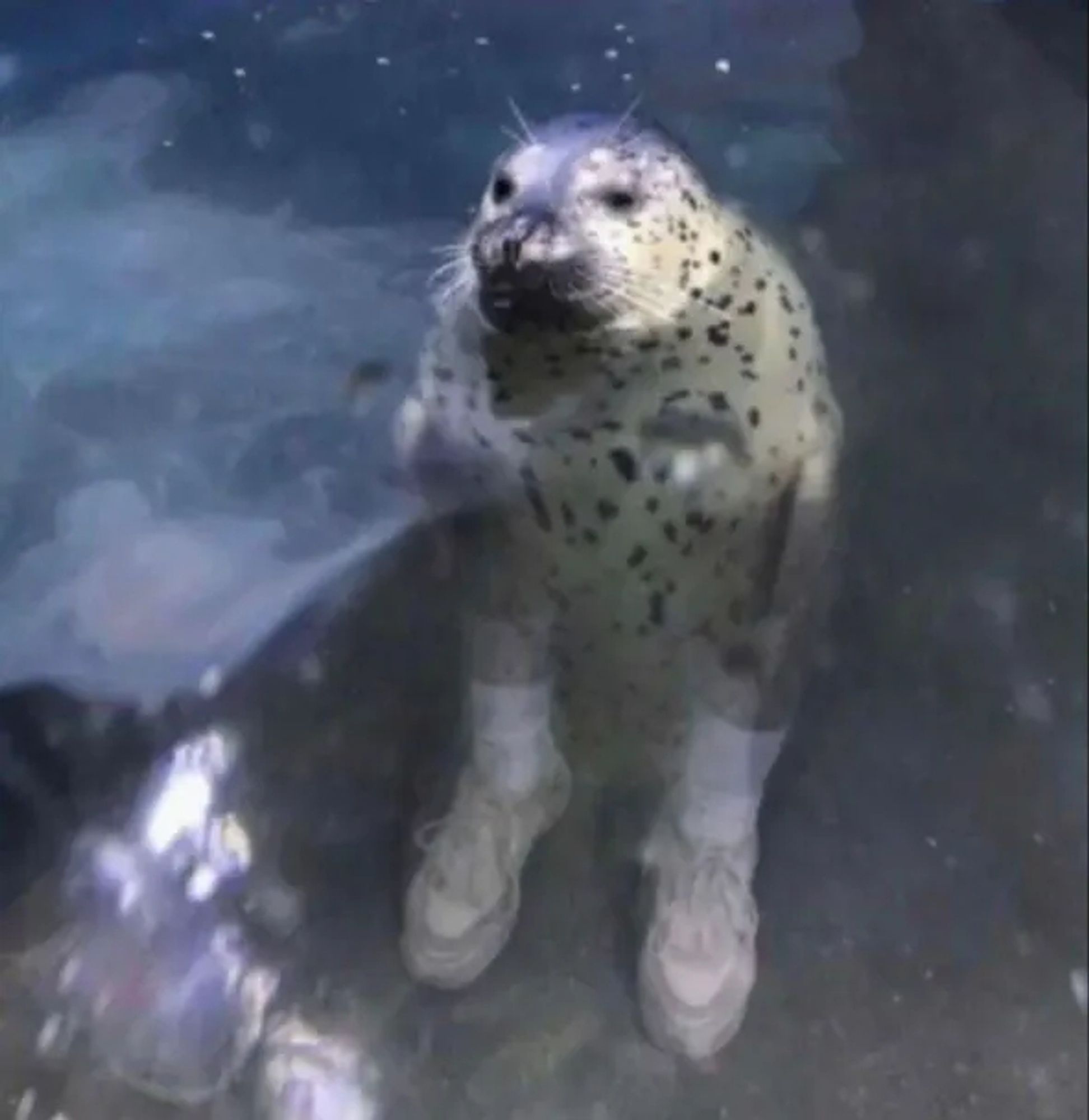 A seal wearing fresh white kicks. (It's behind glass, in an aquarium, and the shoes are a reflection, but at first glance it really does look like it.)