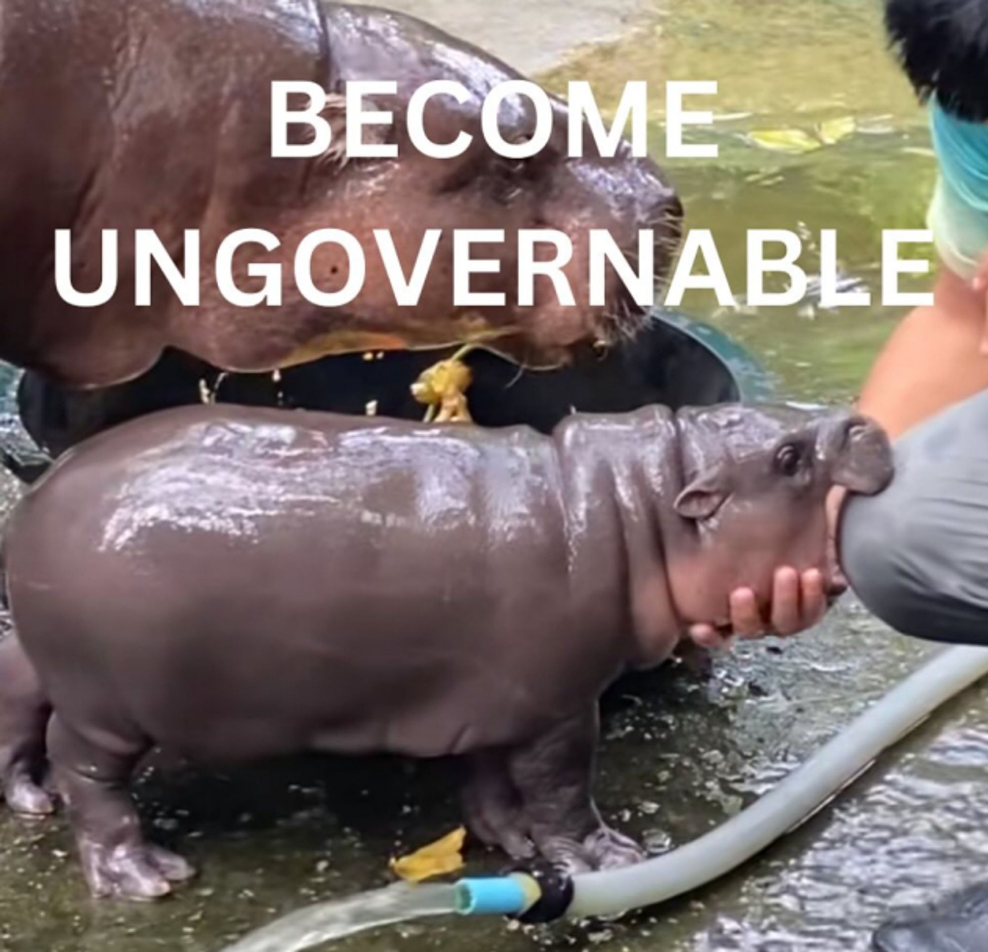 Caption: Become Ungovernable

Image: Moo Deng biting a zookeeper in the knee.