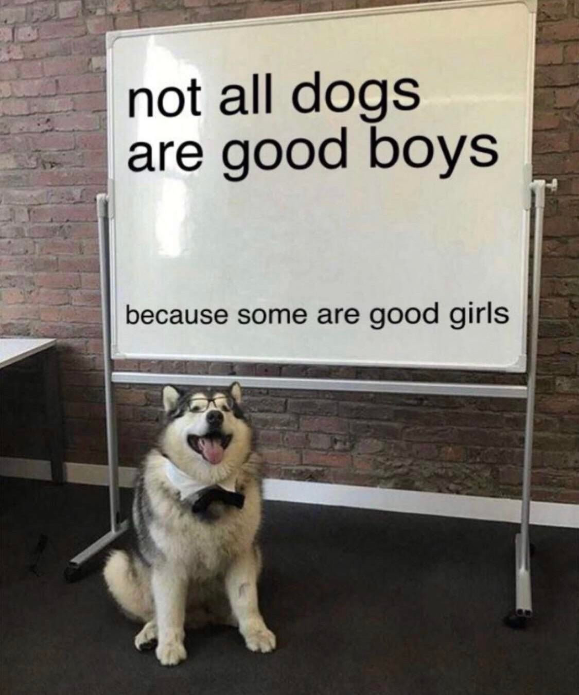 not all dogs
are good boys
because some are good girls

on a whiteboard, presented by a cute af husky husky wearing glasses and a bow-tie.