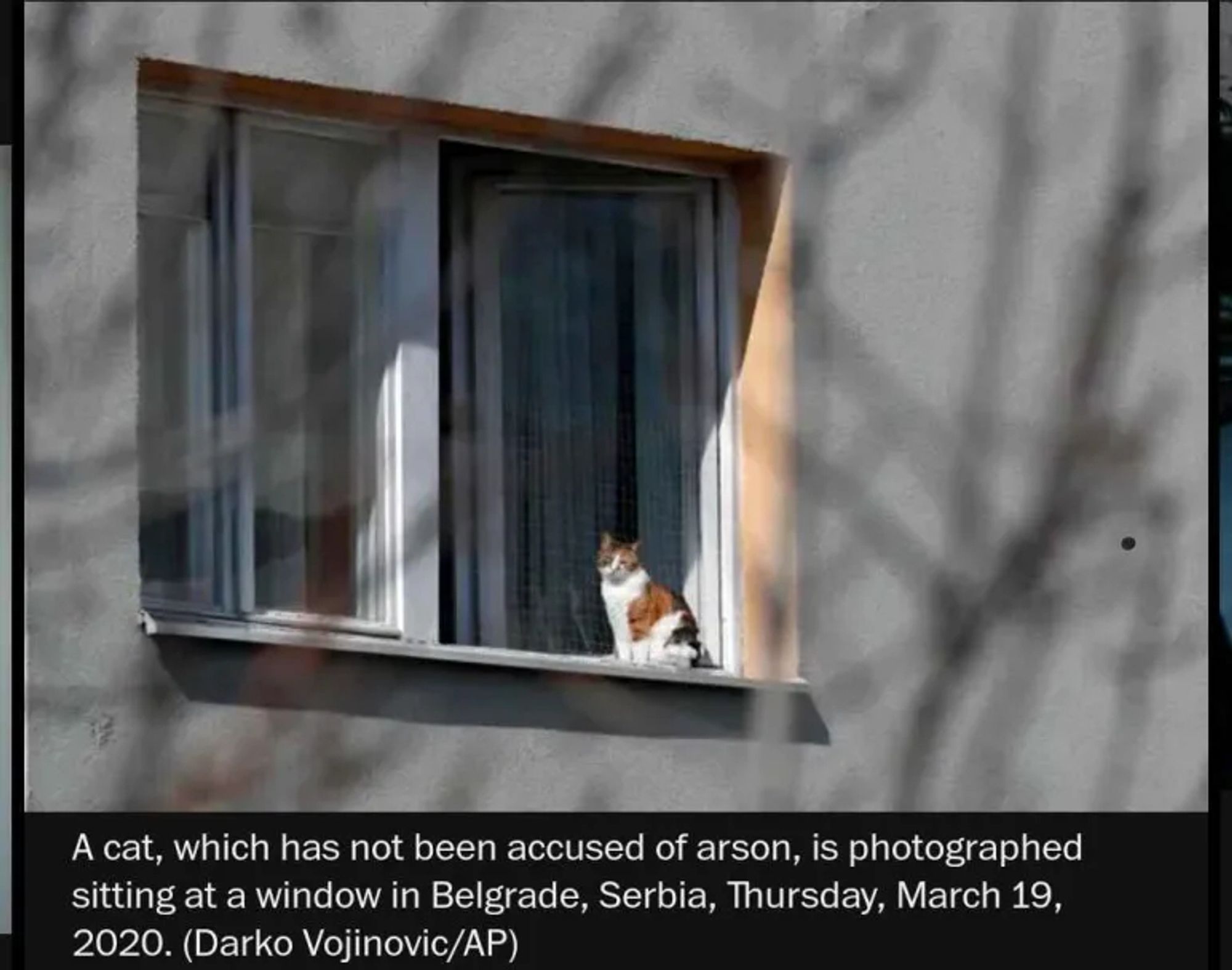 A cat, which has not been accused of arson, is photographed
sitting at a window in Belgrade, Serbia, Thursday, March 19,
2020. (Darko Vojinovic/AP)