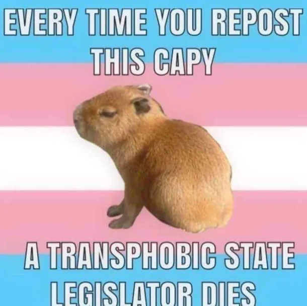 "Every time you repost this capy a transphobic state legislator dies."

Baby capybara on a trans flag colored background.