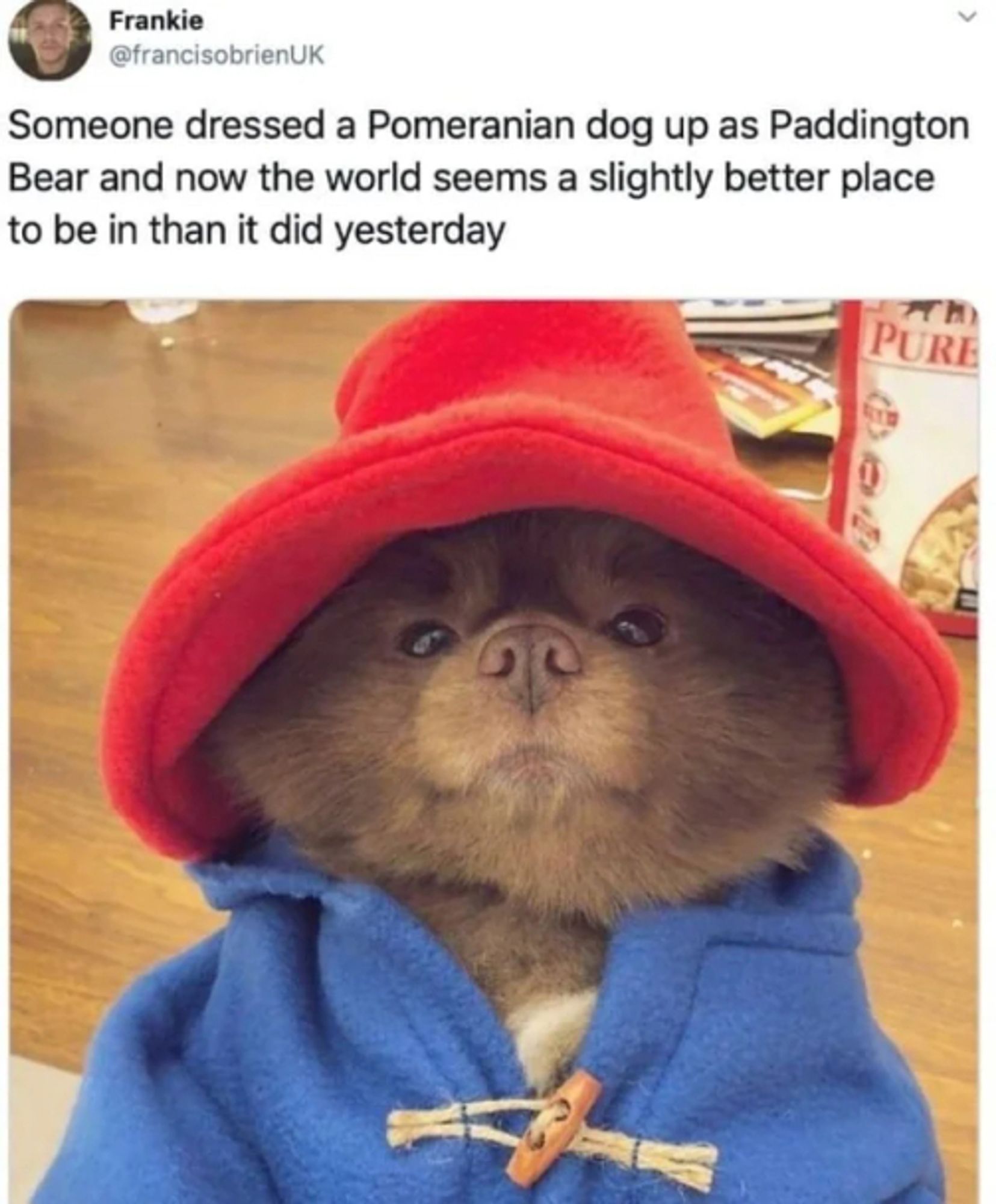 Frankie (@francisobrienUK) on twitter says:

Someone dressed a Pomeranian dog up as Paddington
Bear and now the world seems a slightly better place
to be in than it did yesterday

Image: a Pomeranian dog dressed up as Paddington Bear, extremely cute.