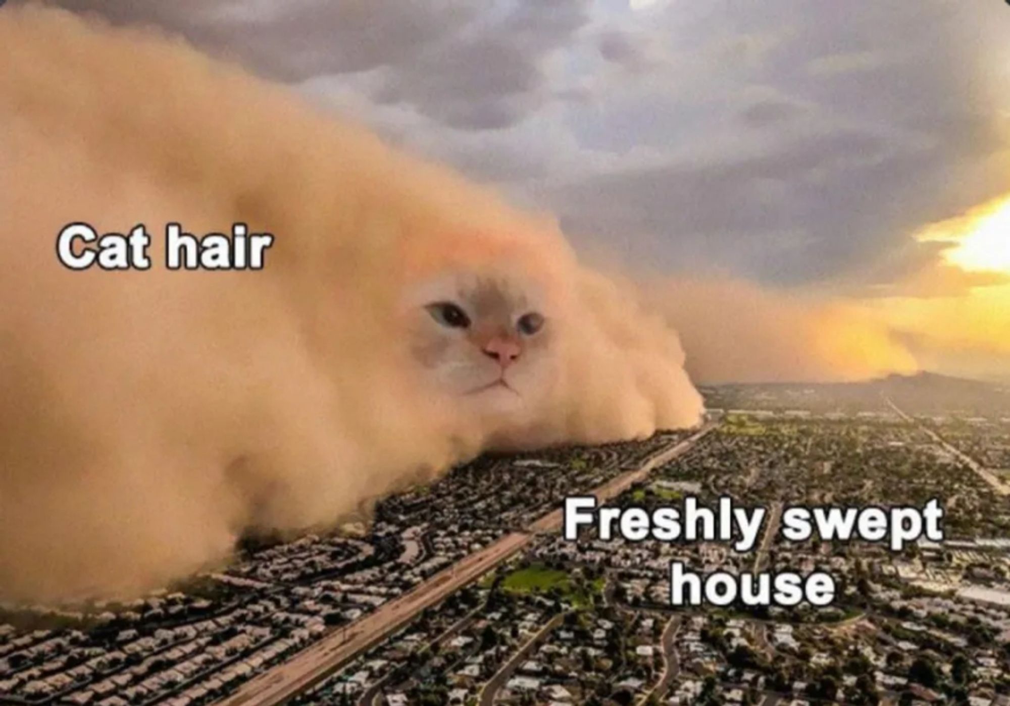 A dust storm labeled 'cat hair' is about to engulf a town labeled 'a freshly swept house'