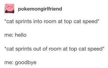 TUMBLR: pokemongirlfriend (Kirby avi.)

*cat sprints into room at top cat speed*
me: hello

*cat sprints out of room at top cat speed€
me: goodbye