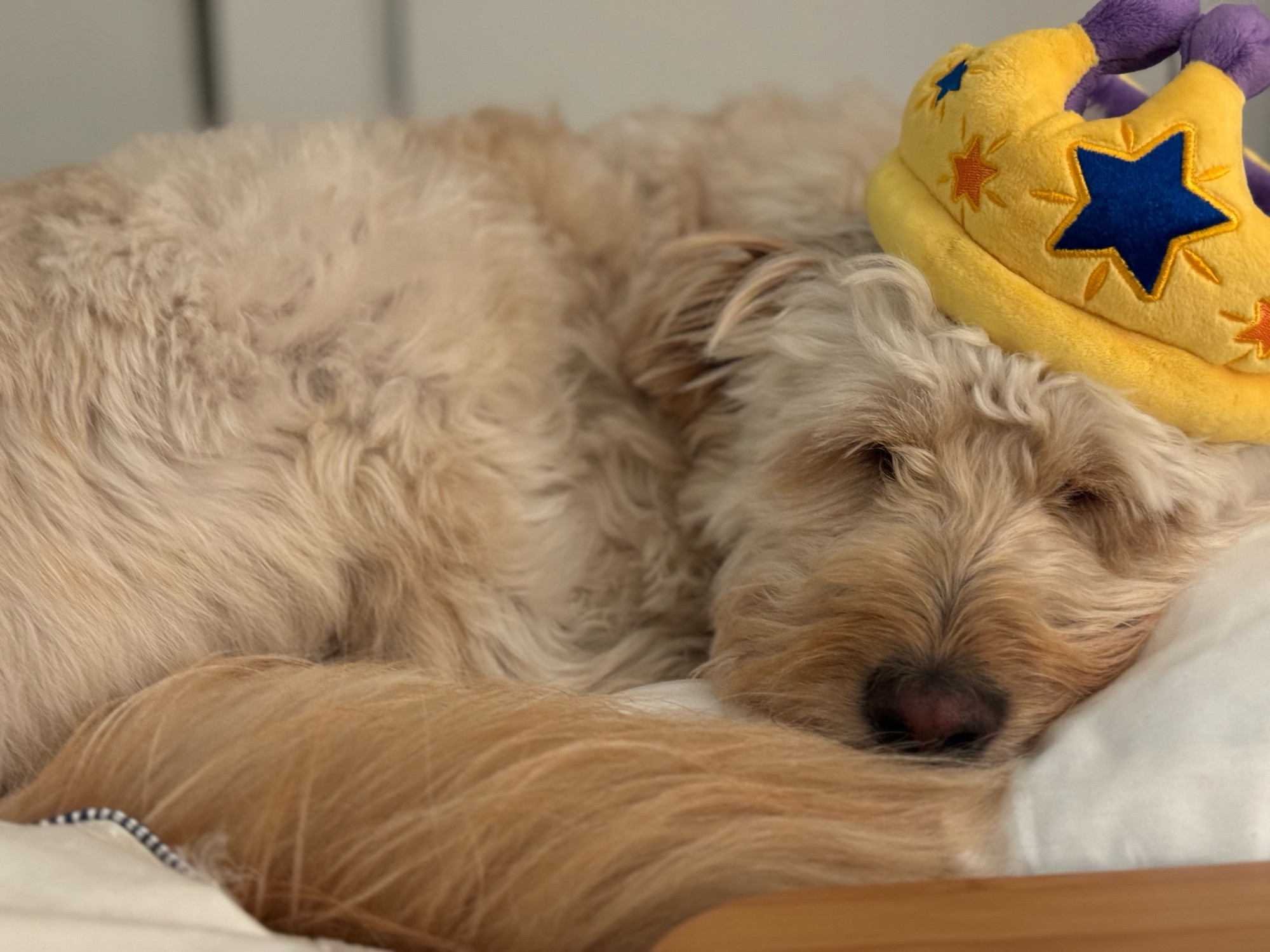 Perrito precioso durmiendo con una corona por su cumpleaños 🥹