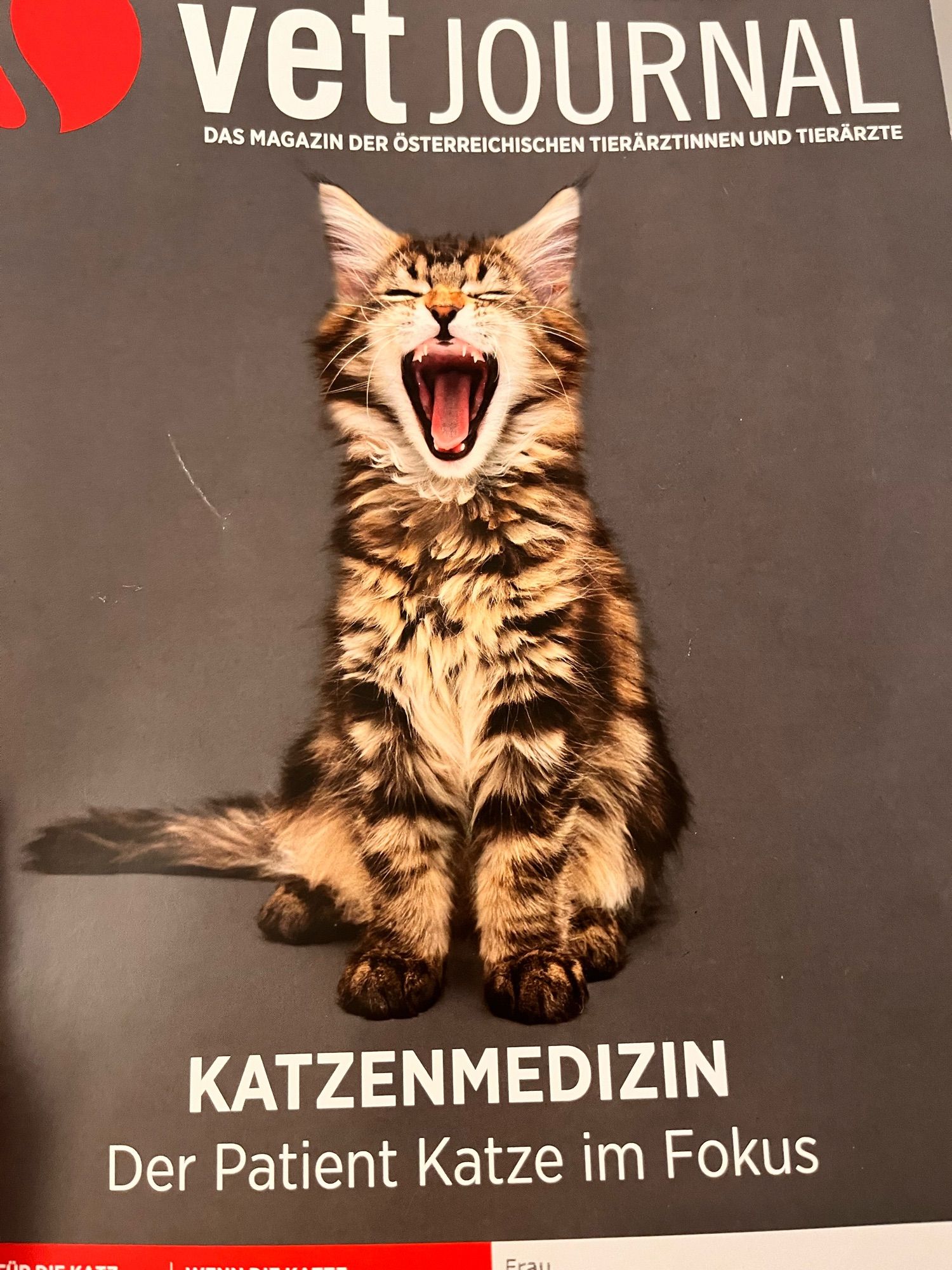 Cover einer veterinärmedizinischen Fachzeitschrift mit gähnendem Kätzchen und dem Titel „Katzenmedizin - der Patient Katze im Fokus“