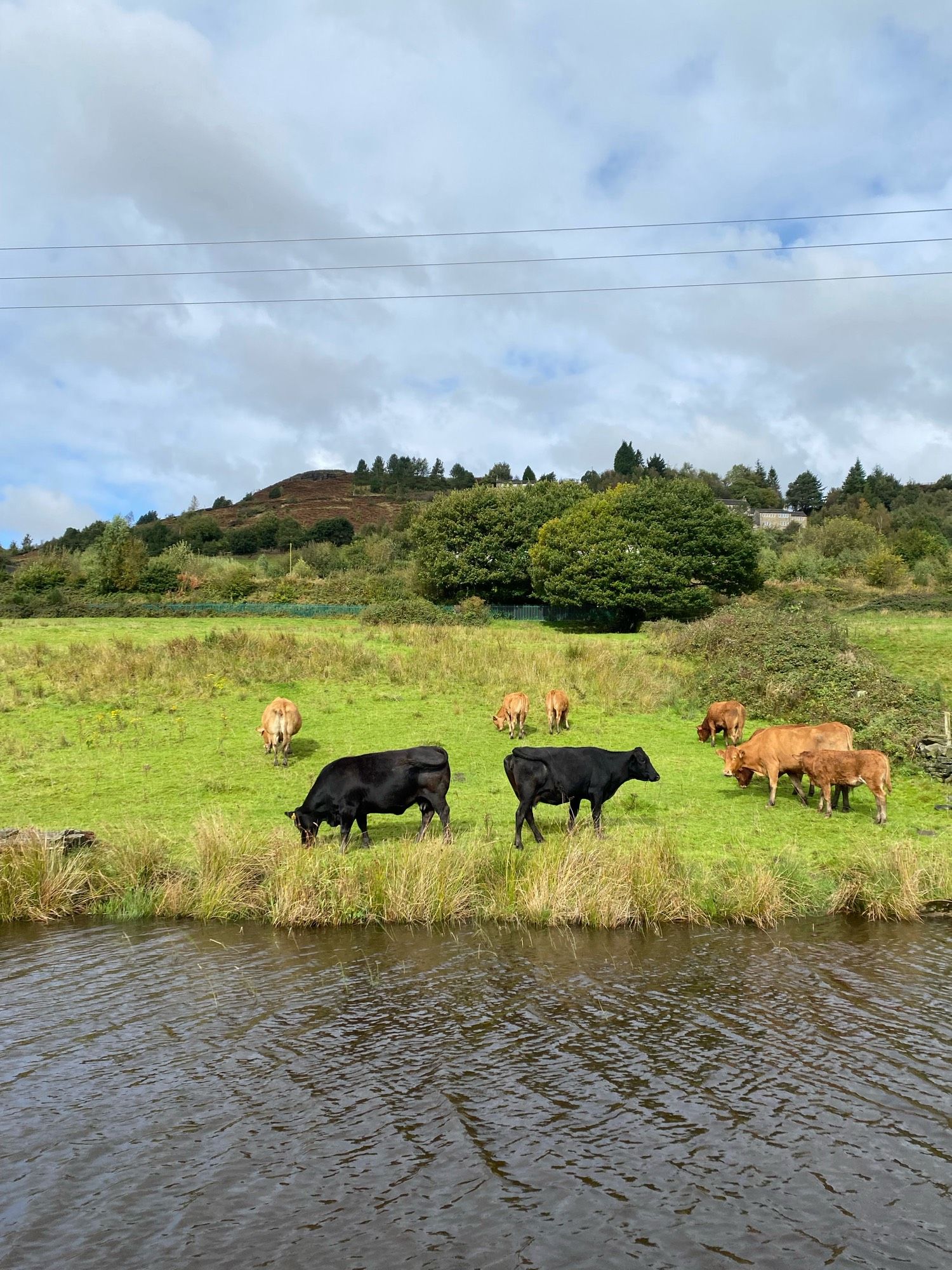 Bunch of cows stood by a canal