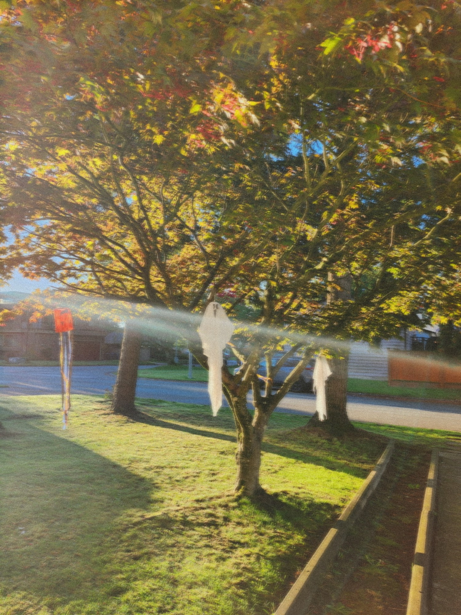 A Japanese Maple tree filled with halloween decorations shines in the morning sun.