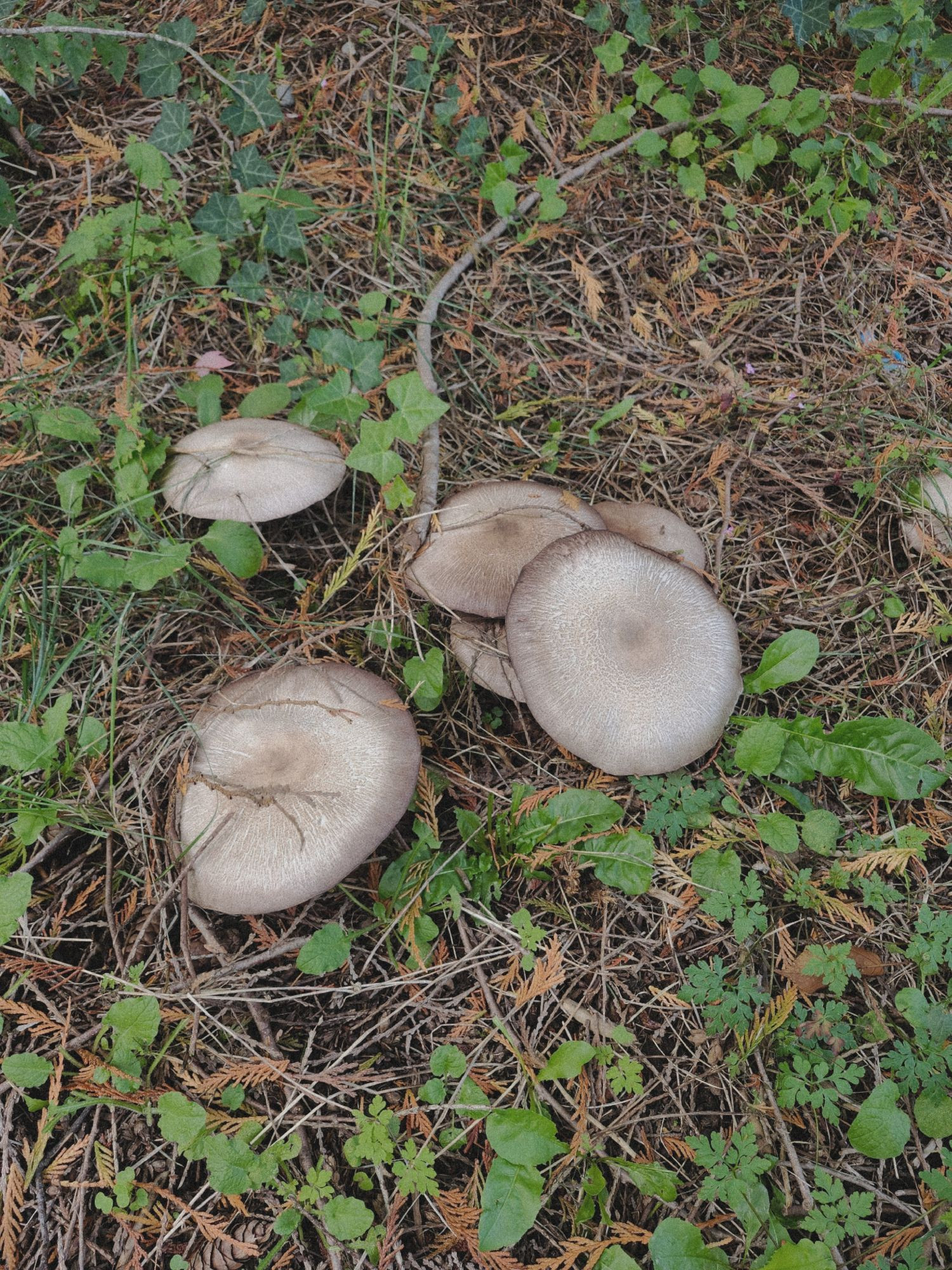 Mushrooms on a bed of leaves and grass. 