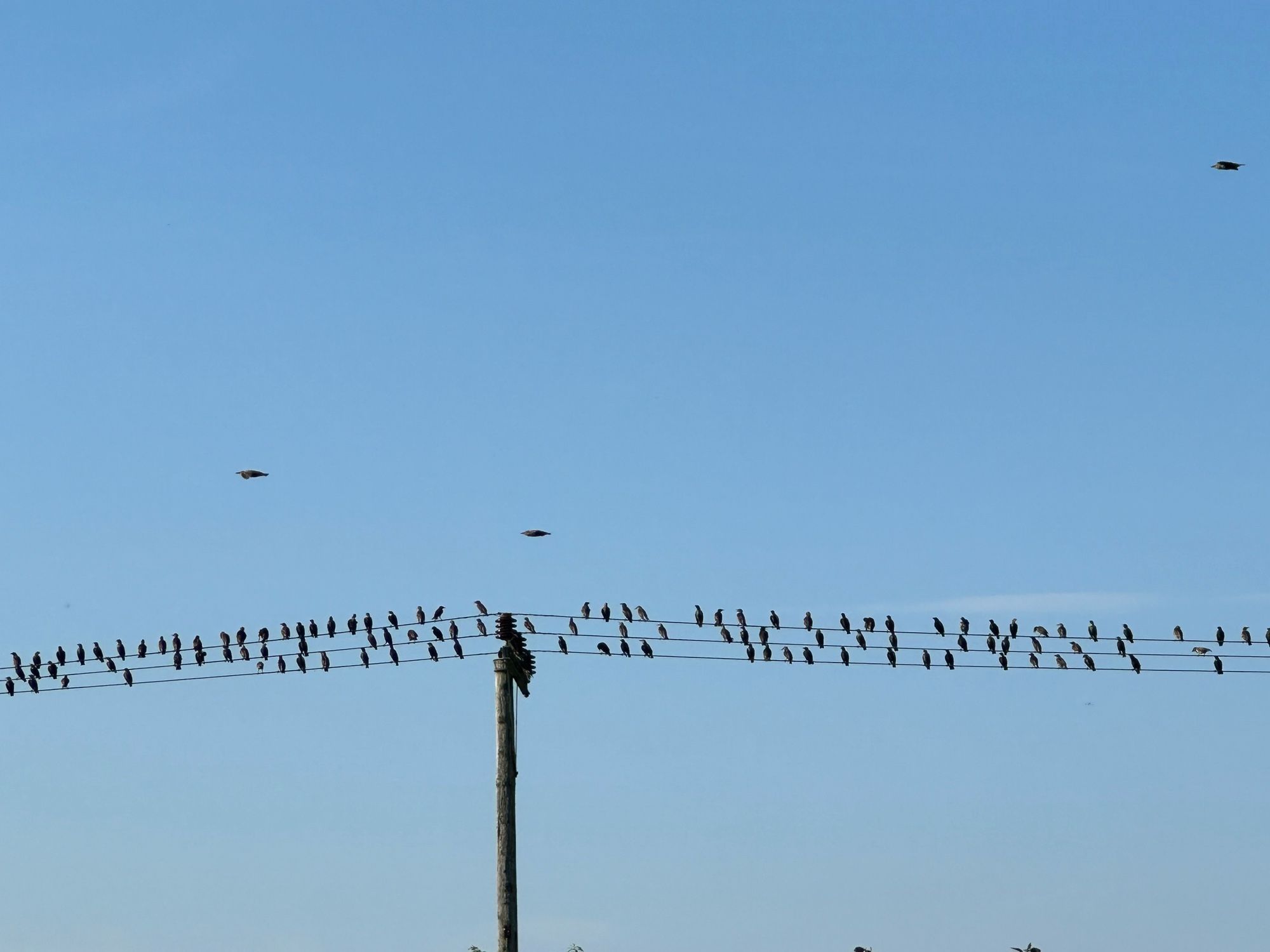 Lots of birds on wires