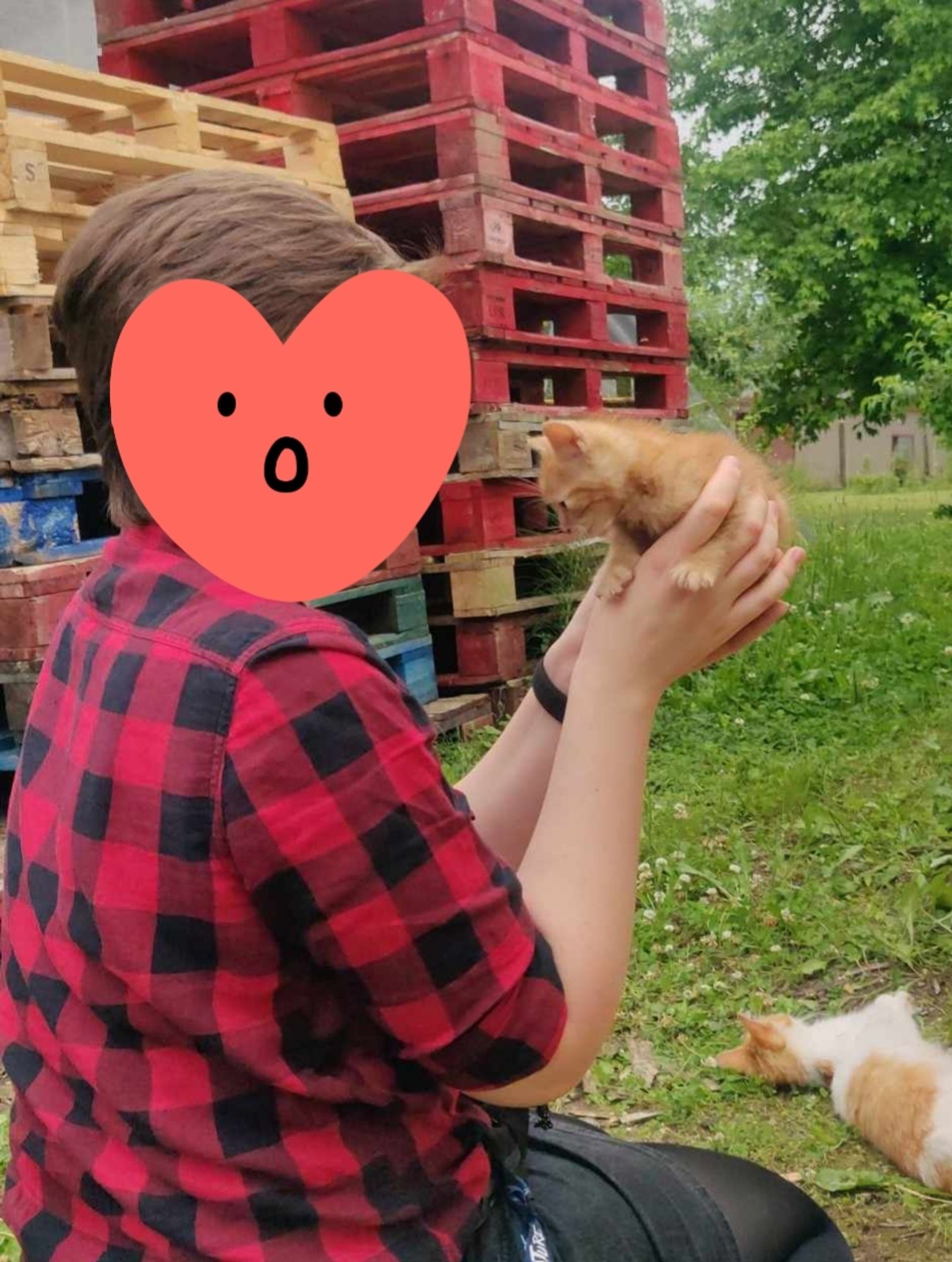 Outside, a person wearing plaid shirt with their face covered by a digital sticker is holding a ginger kitten in their hands. The kitten in roughly 3-4 weeks old. In the background of the image, the mother of the kitten is laying in the grass on her side.