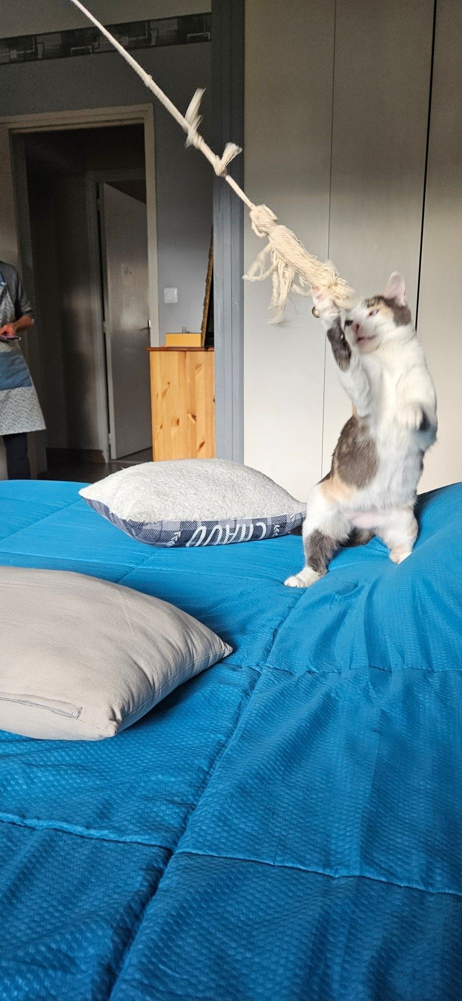 On a bright blue bed, there is a cat with dilute Calico markings standing on its hind legs to grab a piece of rope that is in the air. The image was taken in motion, with the rope having been dangling above the cat as a toy, and the cat standing up to catch it.