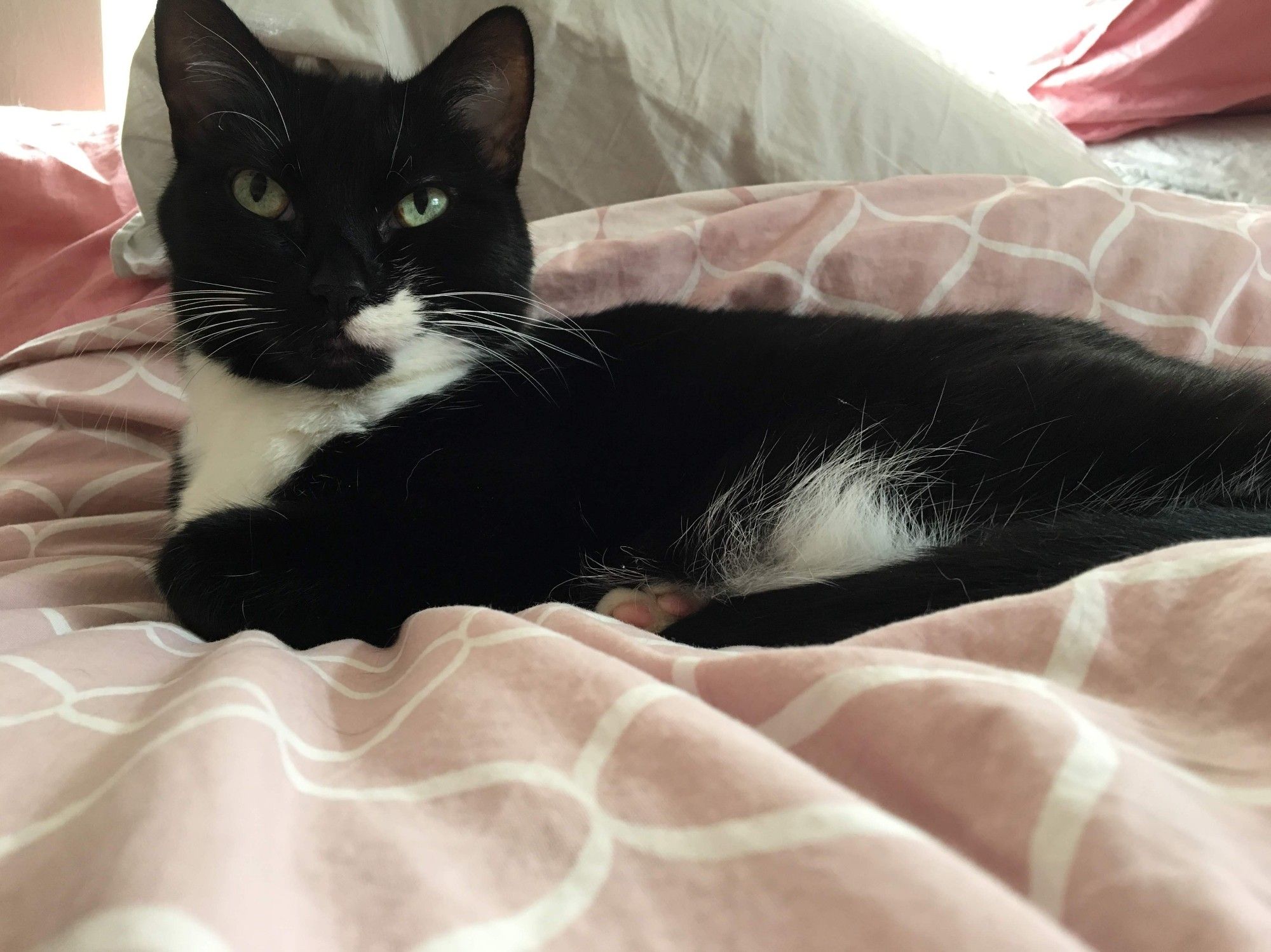 A tuxedo black and white cat. Its most notable feature is a white spot under its nose