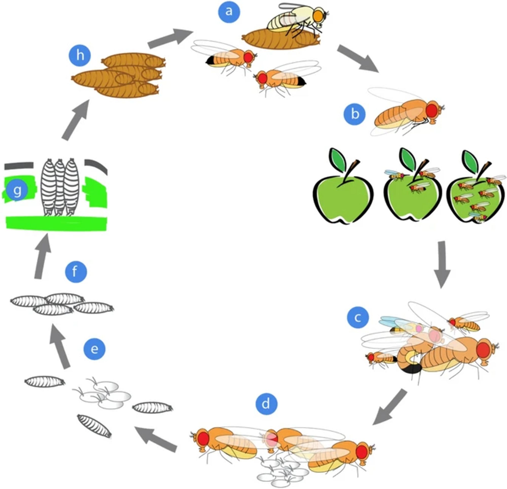 The life-cycle of Drosophila melanogaster