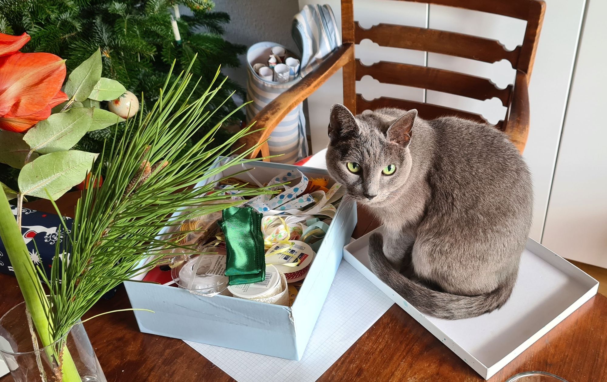 Katze, die plötzlich im Deckel einer geöffneten Box mit Schleifenband sitzt