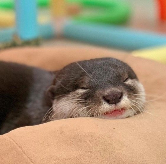 Smol otter has nap-nap