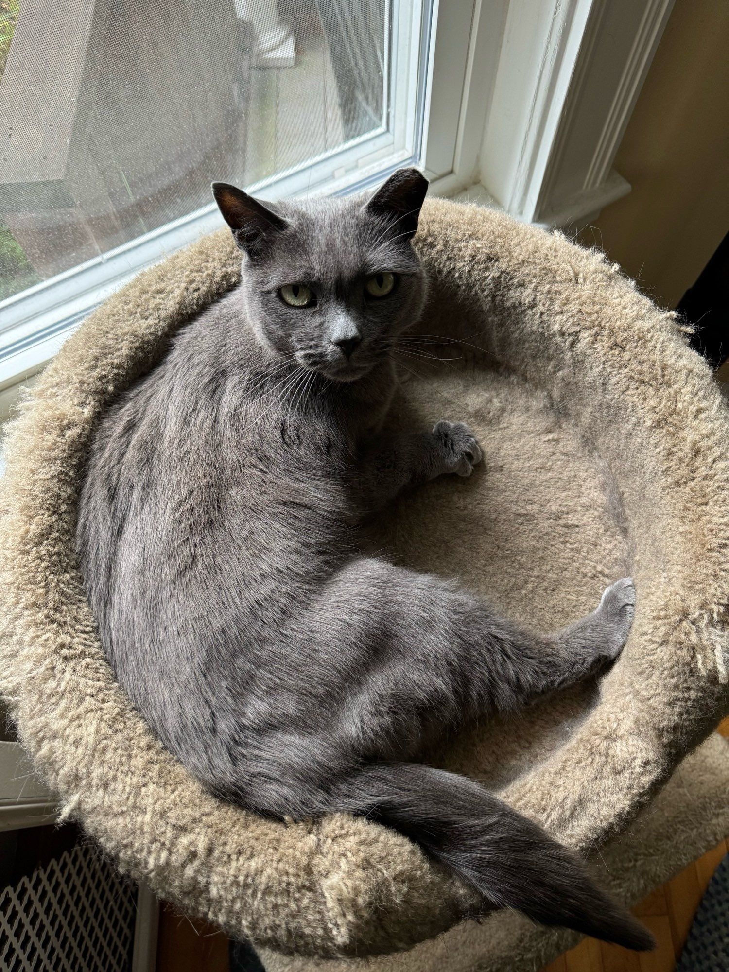 A dark gray short haired cat named Serena sitting on the top circular bed of her beige colored tower. Serena is looking at the camera.