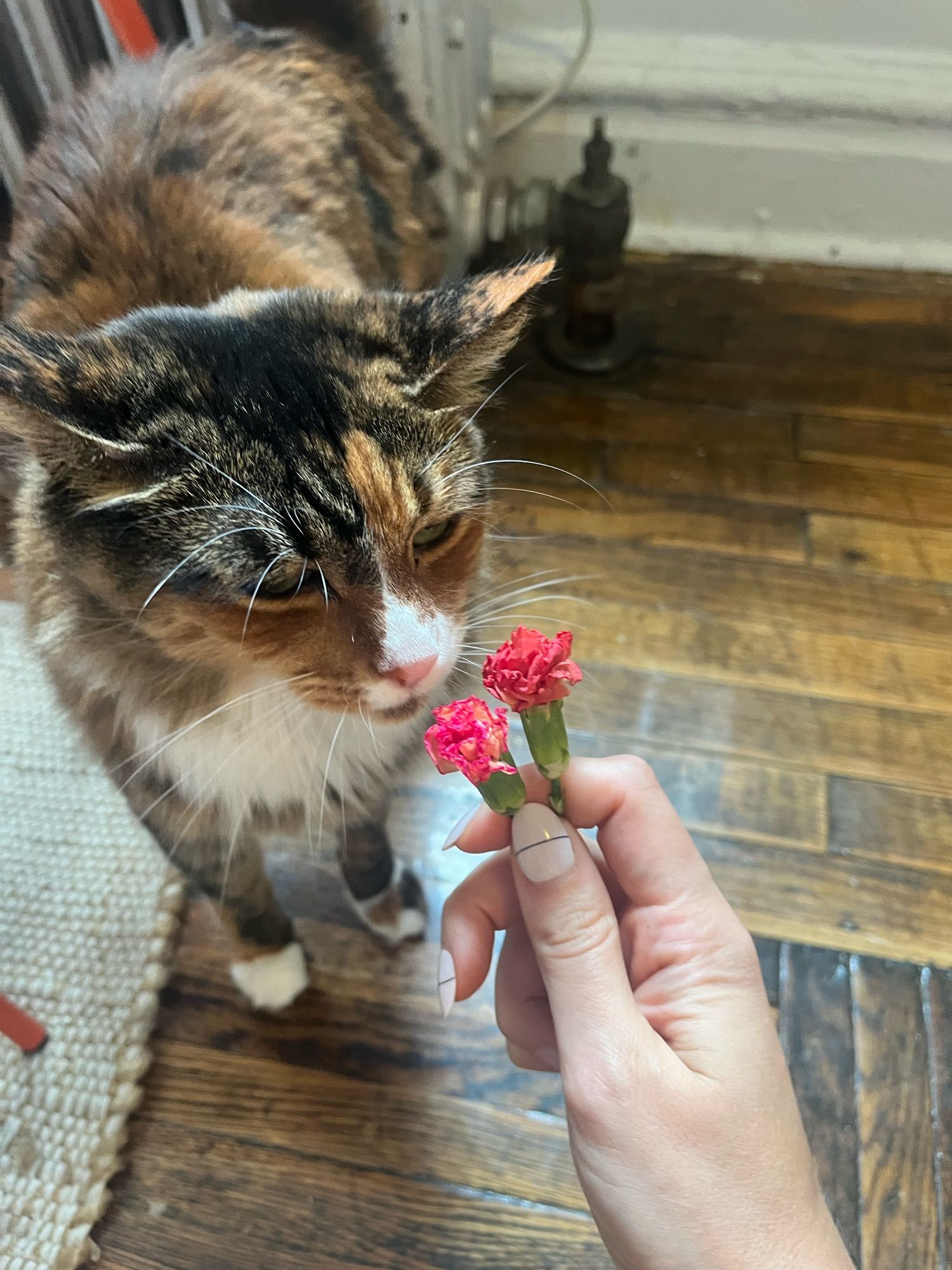 Photo of my tricolor torbie cat Birdie sweetly sniffing two orange carnation buds