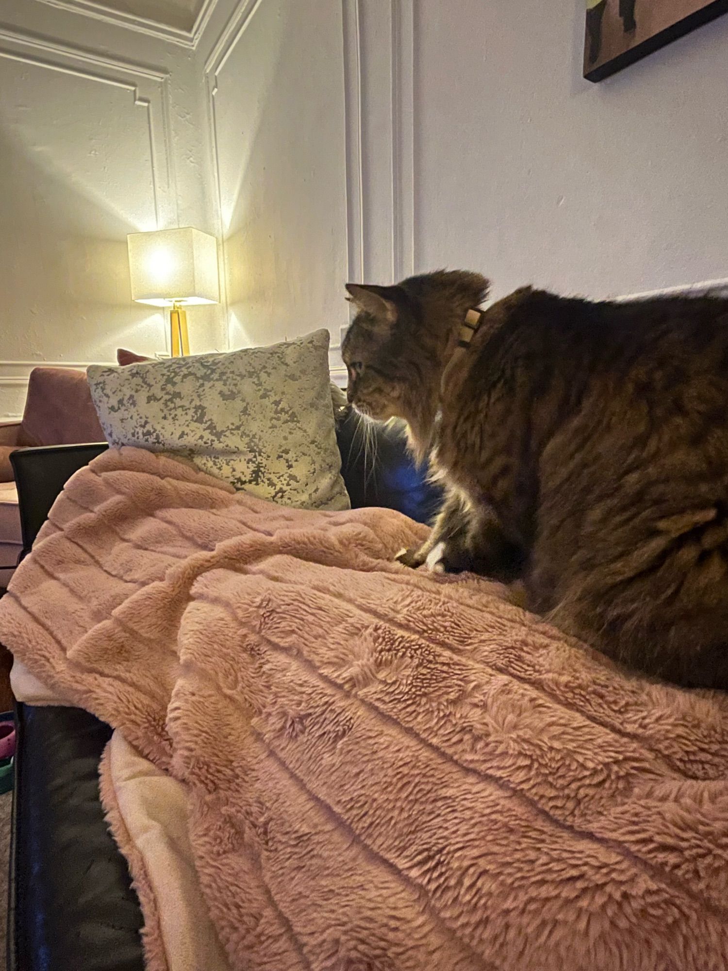 Photo of me on my couch with my leg stretched out underneath a light pink fuzzy blanket. and on top of my legs is my gigantic tabby cat Nala making biscuits. Side view of cat with paws in motion