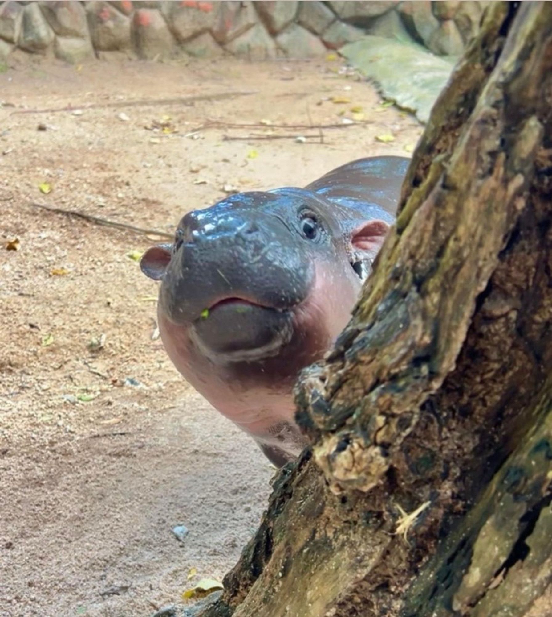 Photo of moo deng, the pygmy hippo, looking at the camera from behind a tree and appearing very interested