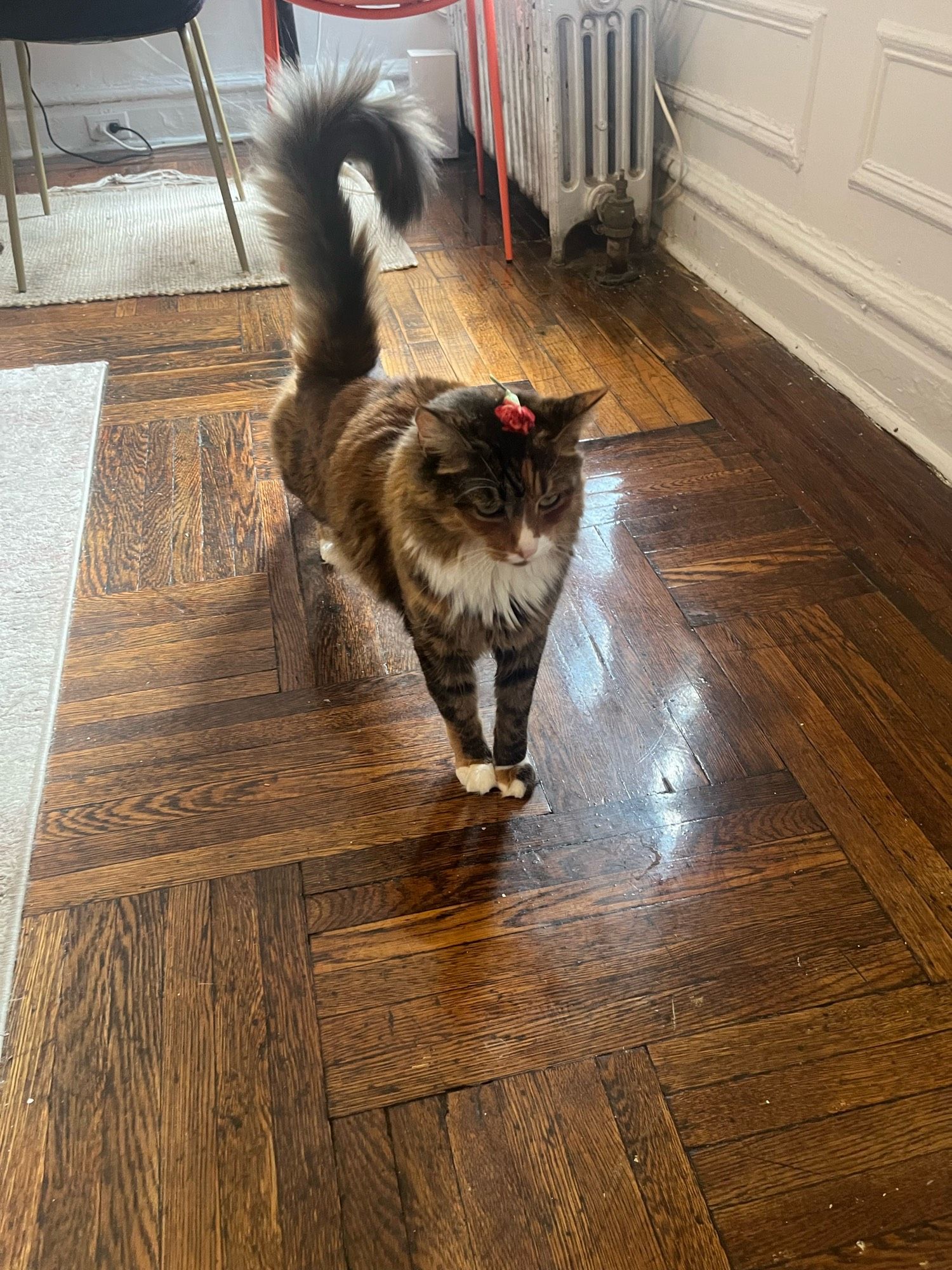 Photo of my tricolor torbie cat Birdie with one orange carnation left on her head. Insanely long tail curling behind her