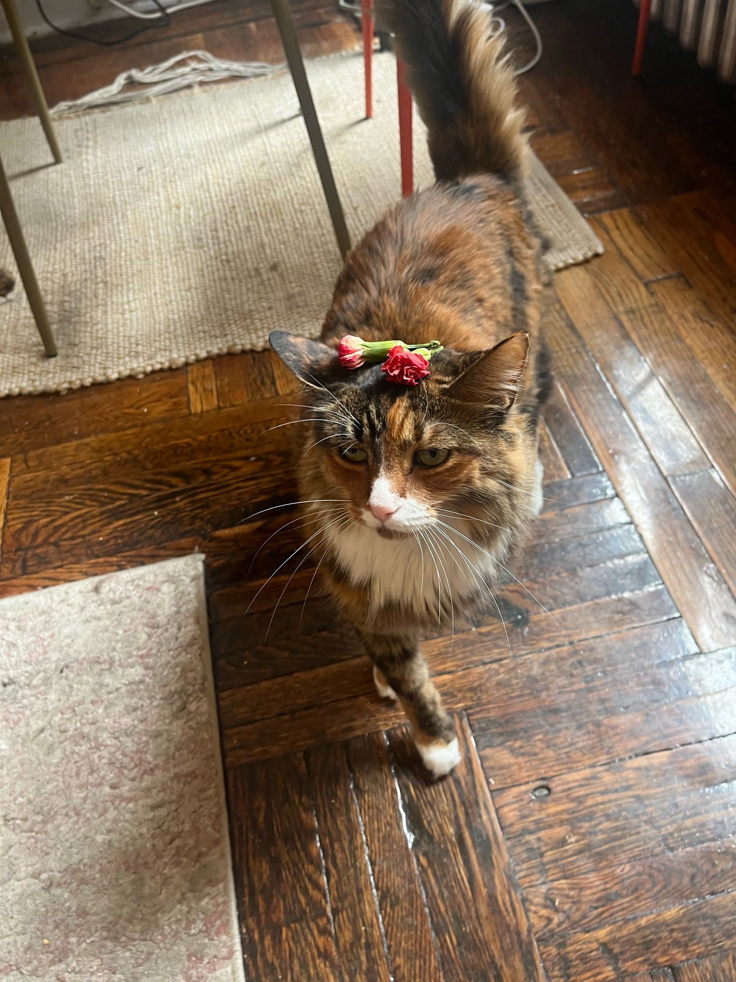 Photo of my tricolor torbie cat Birdie with two orange carnation buds delicately placed on her head