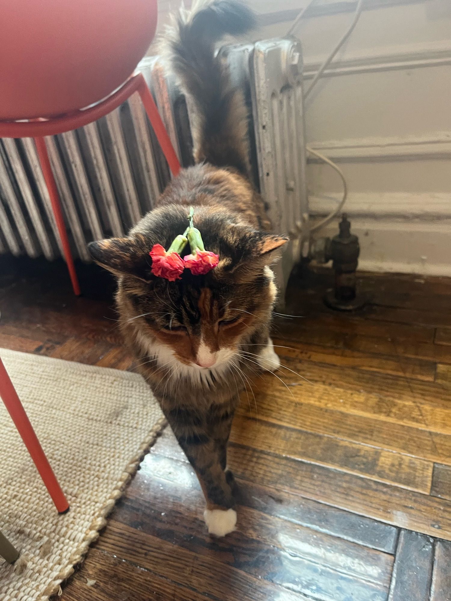 Photo of my tricolor torbie cat Birdie with two orange carnation buds delicately placed on her head