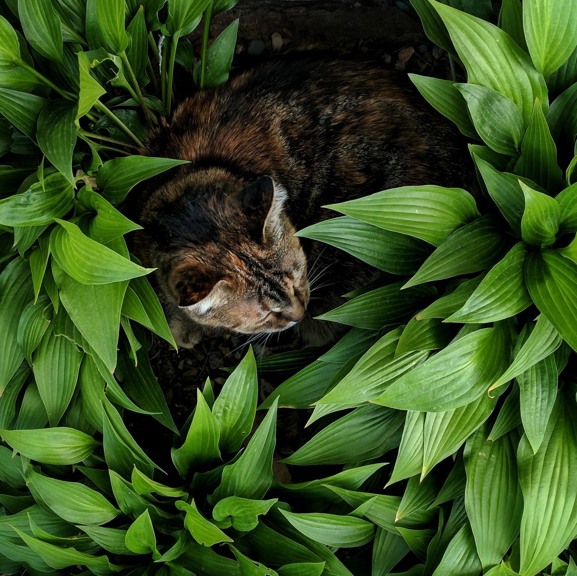 A cat, sleeping in a bed of hostas.