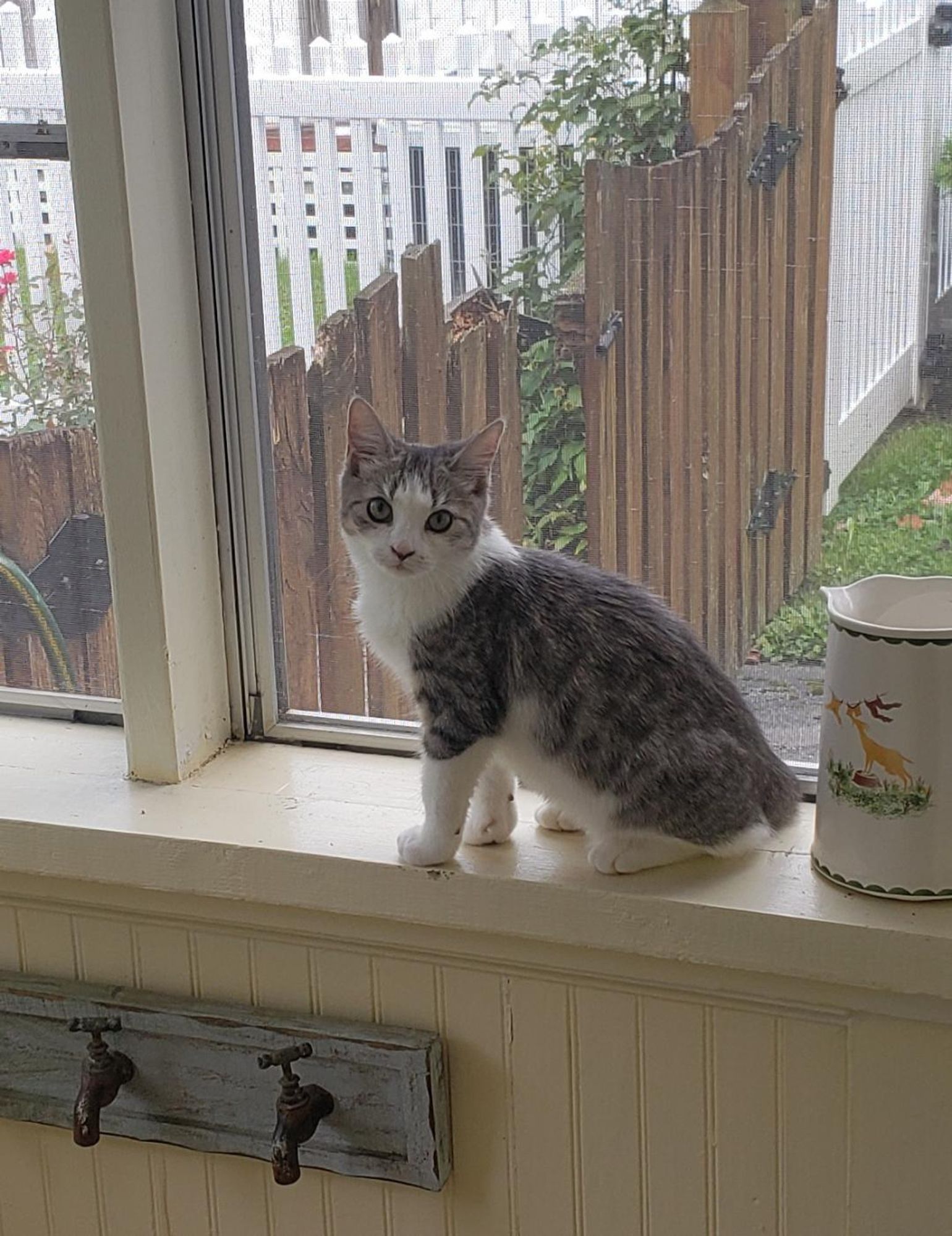 Four-month old kitten next to the window.