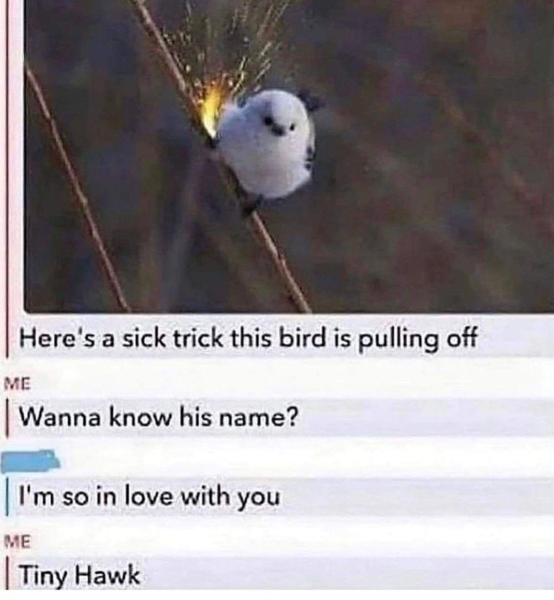 Screenshot from a Snapchat conversation 

Image of a bird with sparks behind his legs, looking focused. 
Person A> Here's a sick trick this bird is pulling off
Wanna know his name?
Person B> I'm so in love with you
Person A> Tiny Hawk