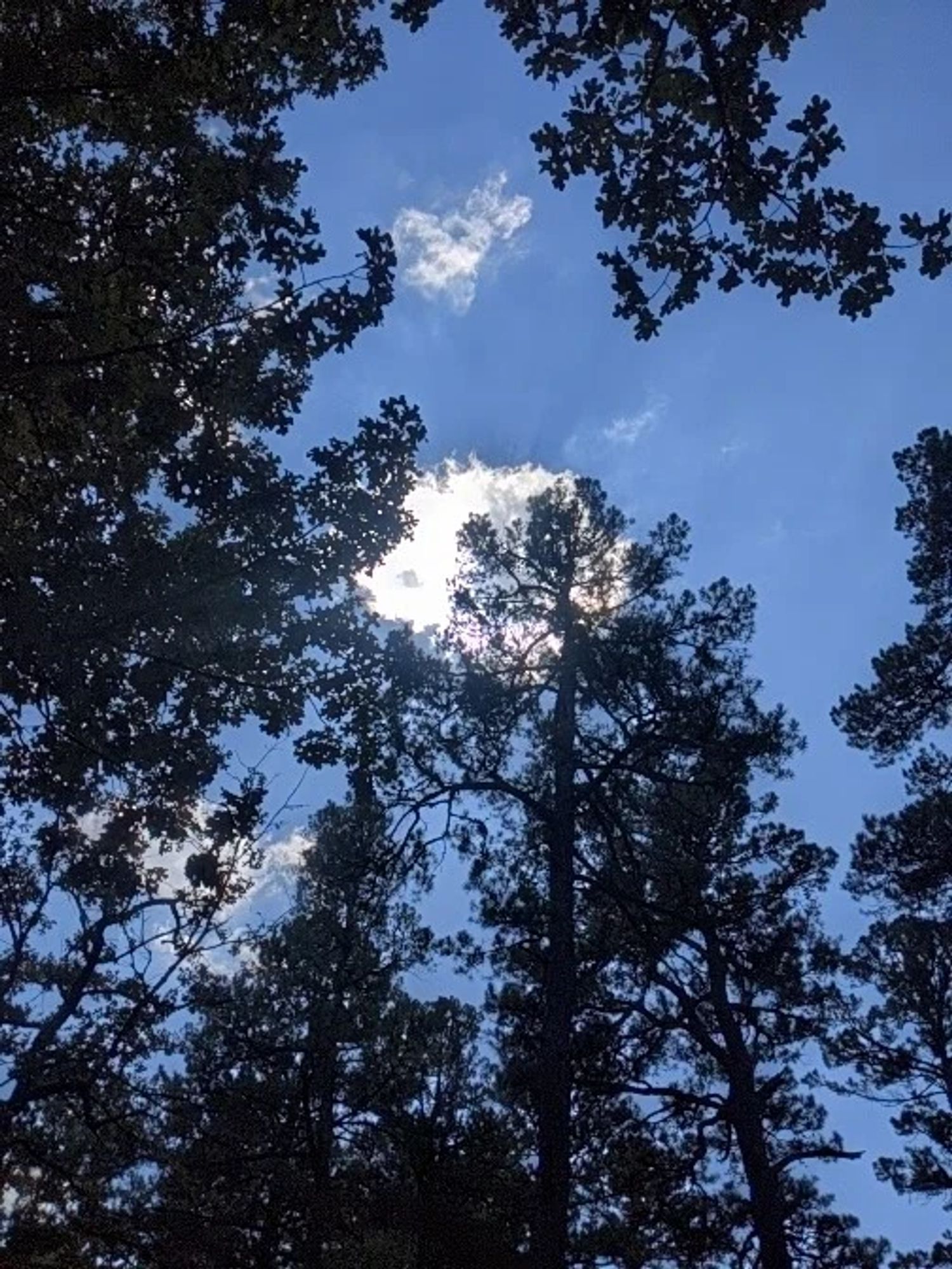 A view of the sky looking up through pine trees.  The one cloud in the sky has eclipsed the sun.  Subtle god rays are visible.