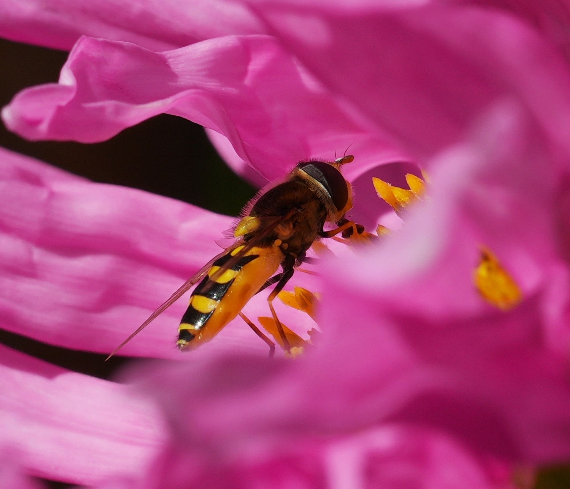 A close up photo of a hoverfly on pink petals of a flower