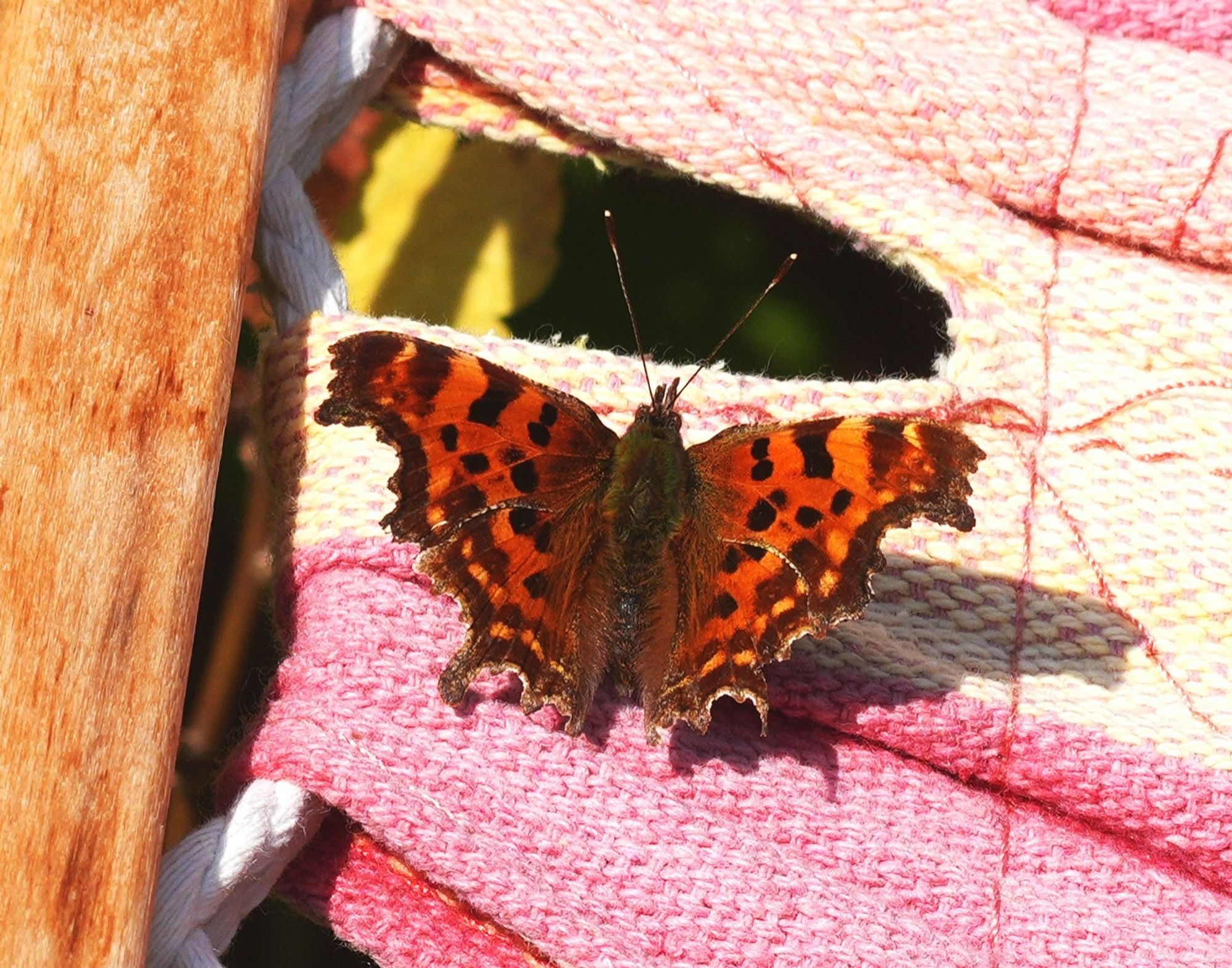 A photo of a comma butterfly sitting on a brightly coloured hammock