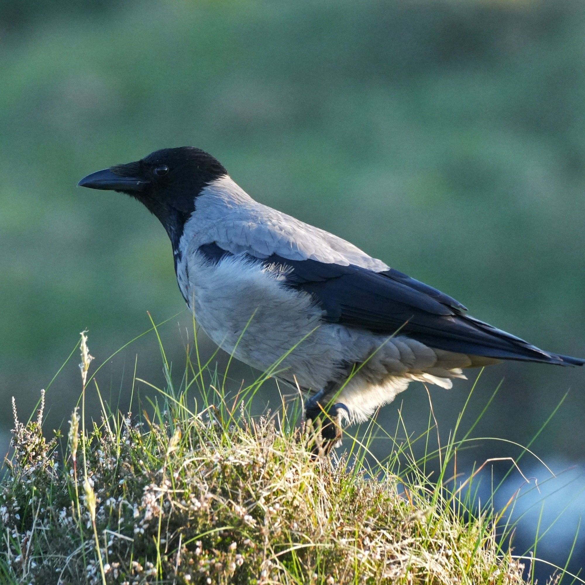 A photo of a hooded crow