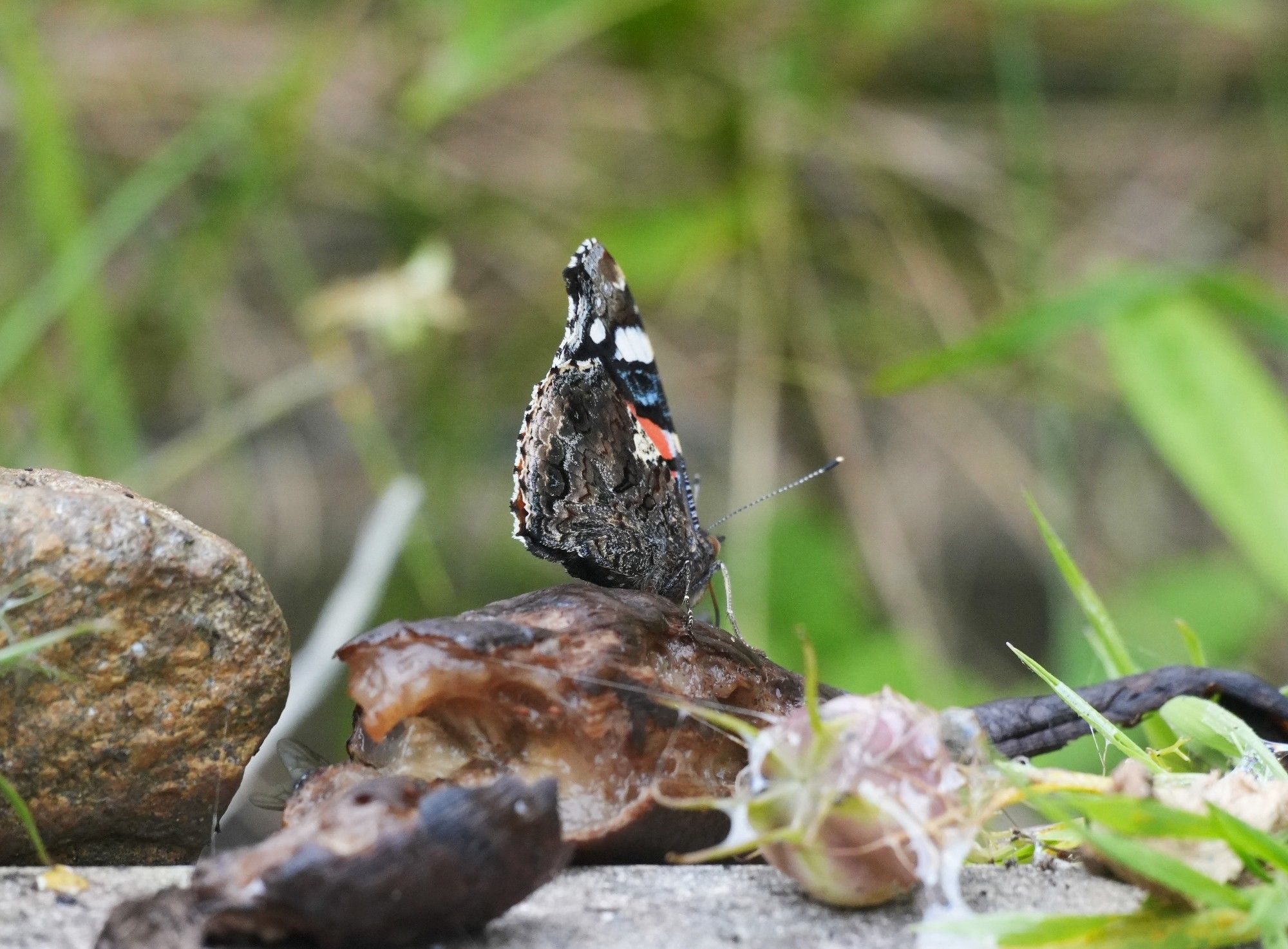 A photo of a butterfly with closed wings on a very ripe banana, with blurred grass in the background