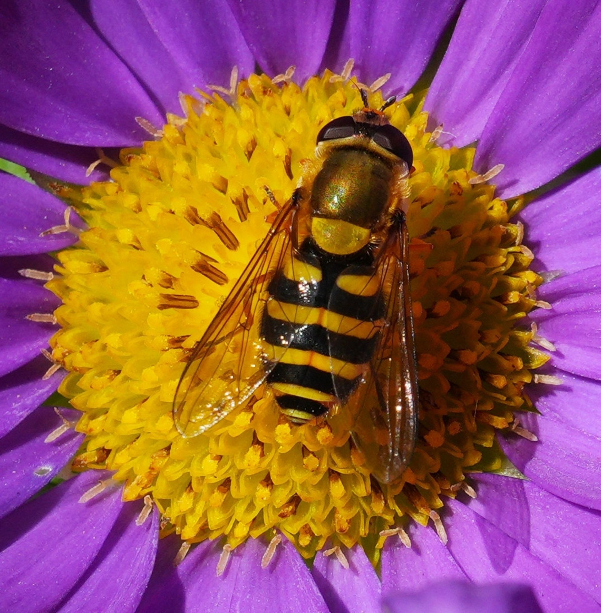 A photo looking down on a hoverfly that sits on the yellow center of a purple flower